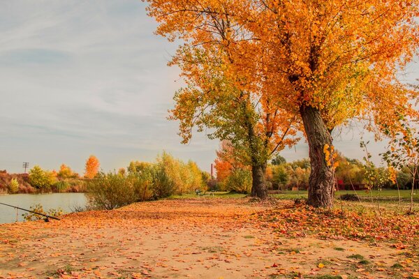 Angeln am Ufer des Herbstbaums