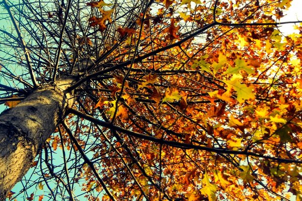 Die letzten Herbstblätter fallen ab. Herbstbaum. Ein Herbstriese. Die Natur