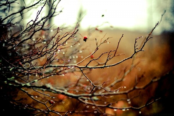 Autumn branches in raindrops