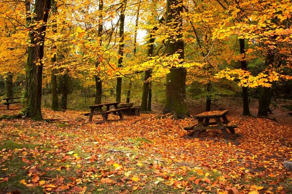 Ahornblatt im Stadtpark ist alles eingeschlafen