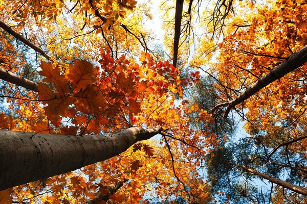 In autumn there is a special atmosphere if you raise your head in the forest