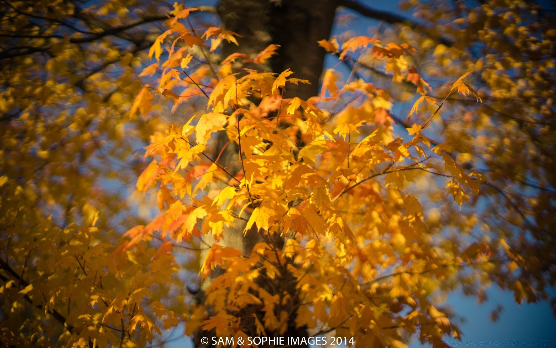 autunno autunno foglia natura albero all aperto stagione ramo luminoso acero legno che cambia oro bel tempo parco lussureggiante flora colore