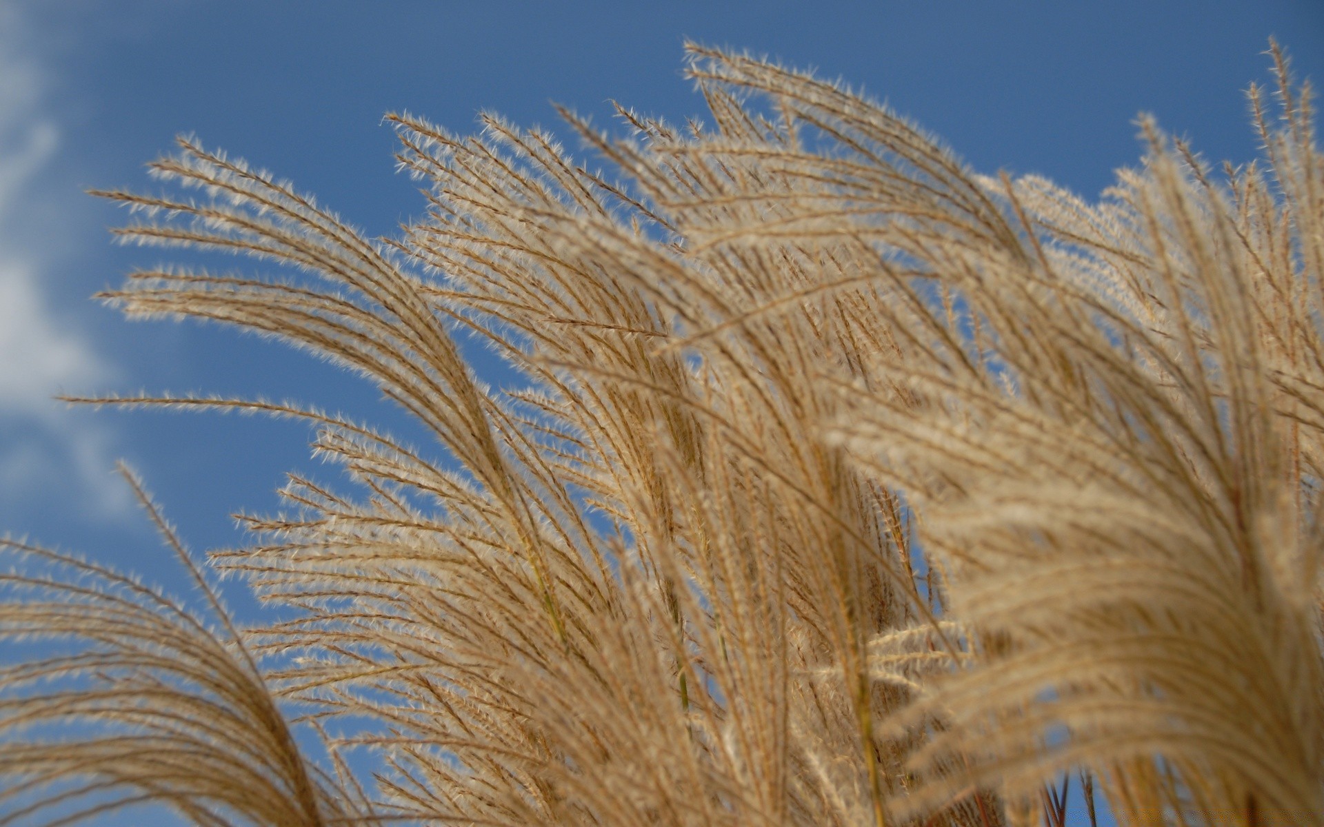 autumn bright nature summer sky outdoors flora season wheat cereal growth gold desktop fall color fair weather rural