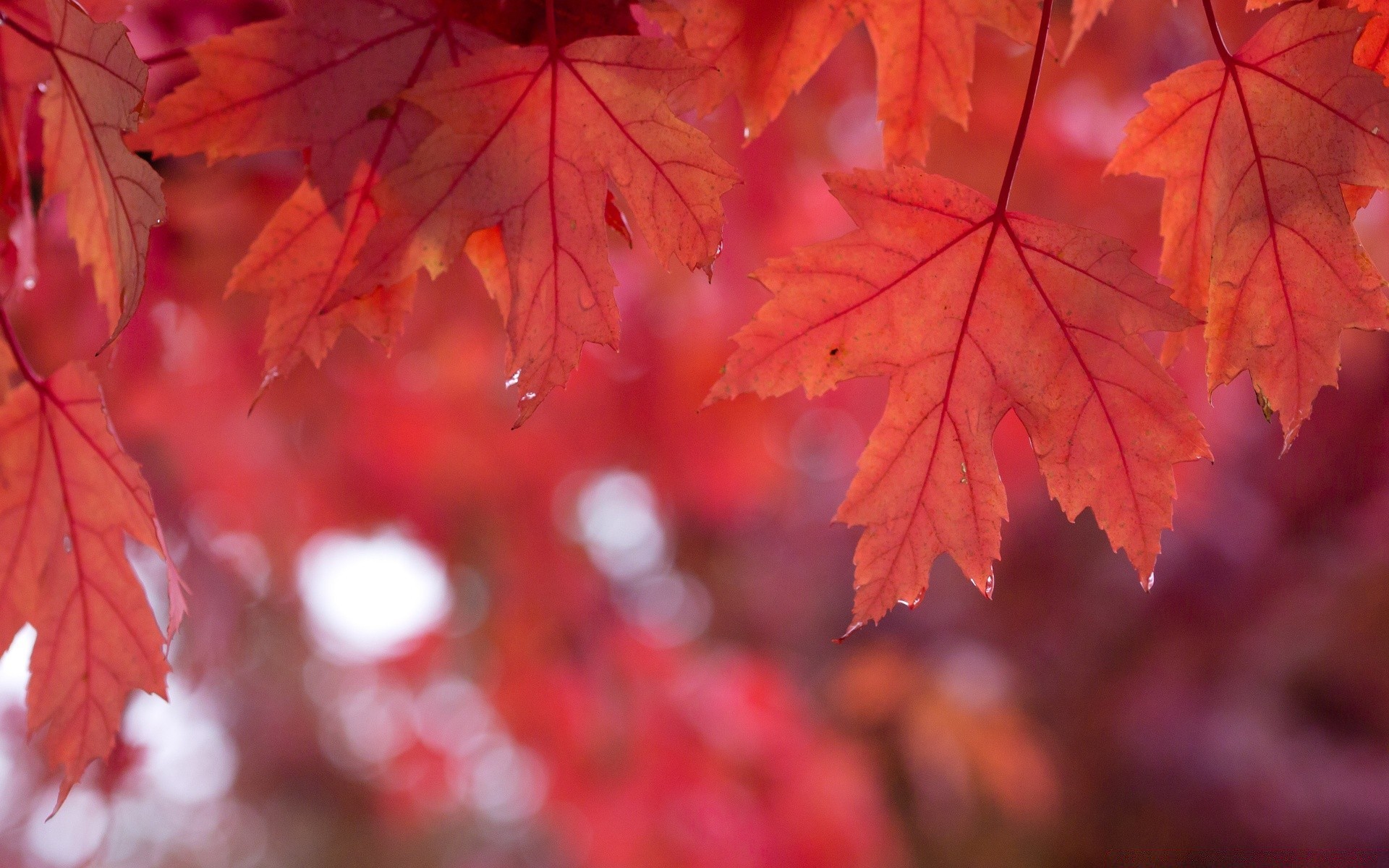 automne feuille automne érable lumineux nature luxuriante à l extérieur couleur beau temps changement saison soleil lumineux