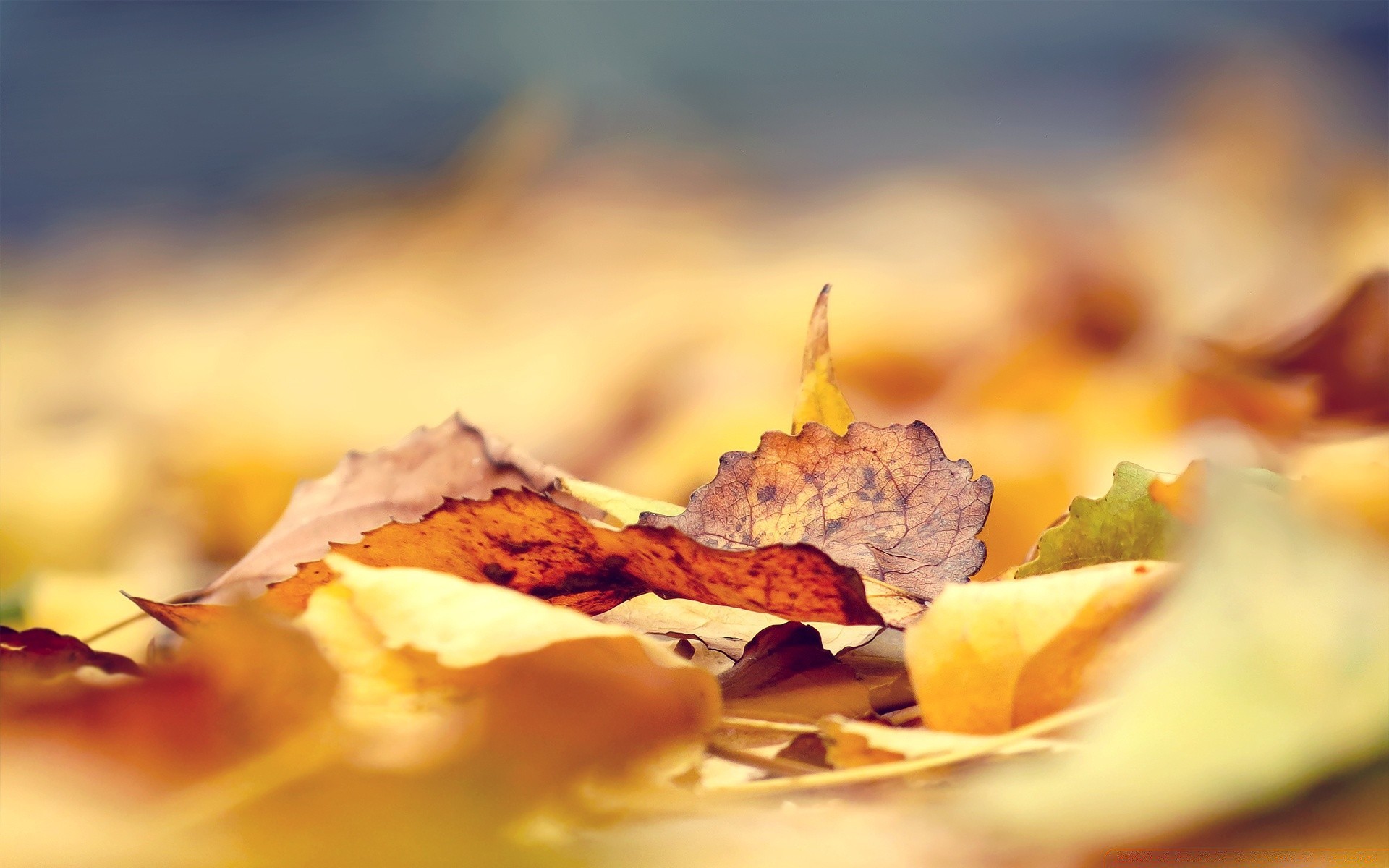 autumn blur fall leaf still life food nature wood