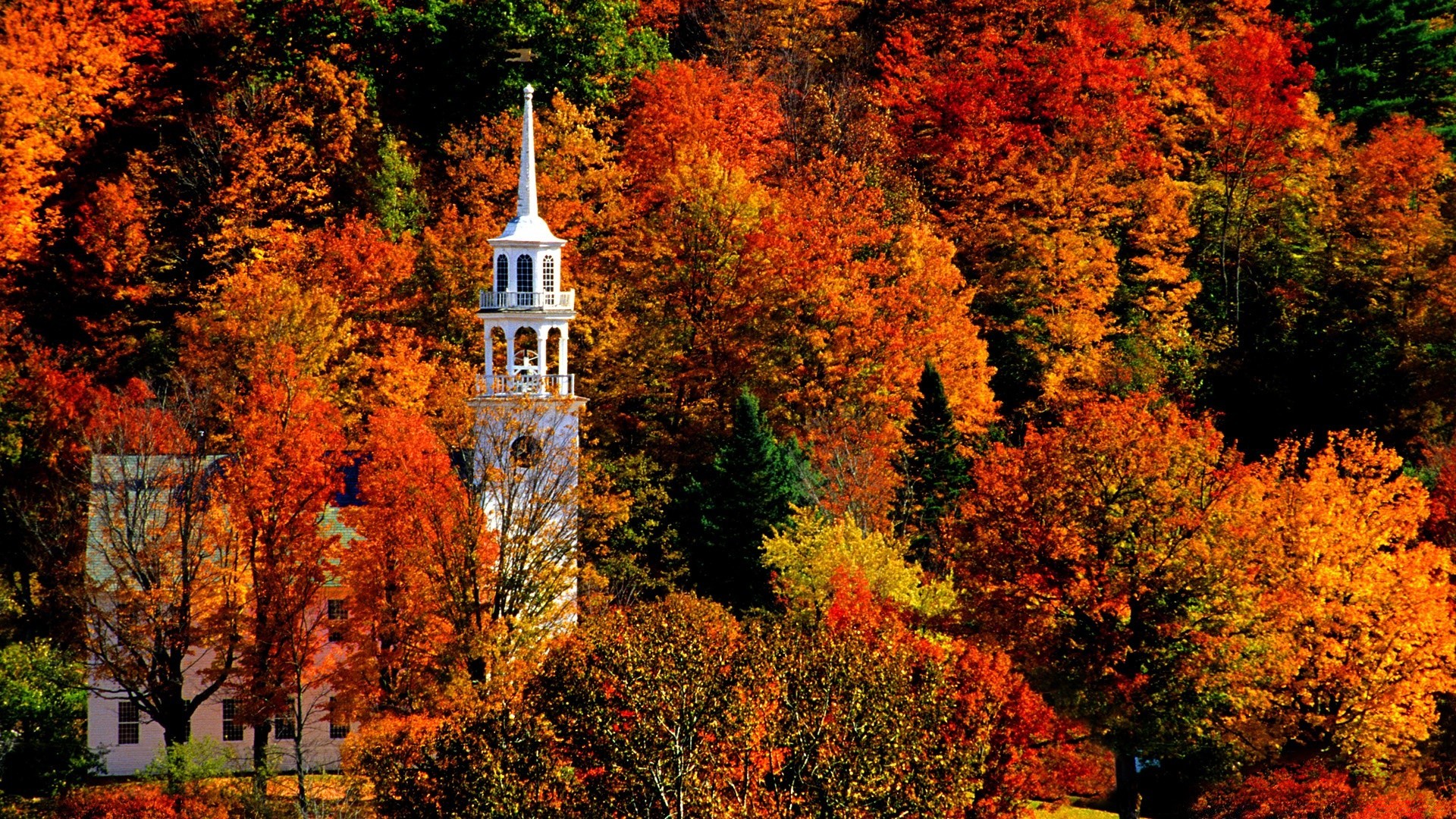 autumn fall tree leaf outdoors wood nature park gold maple landscape season scenic daylight