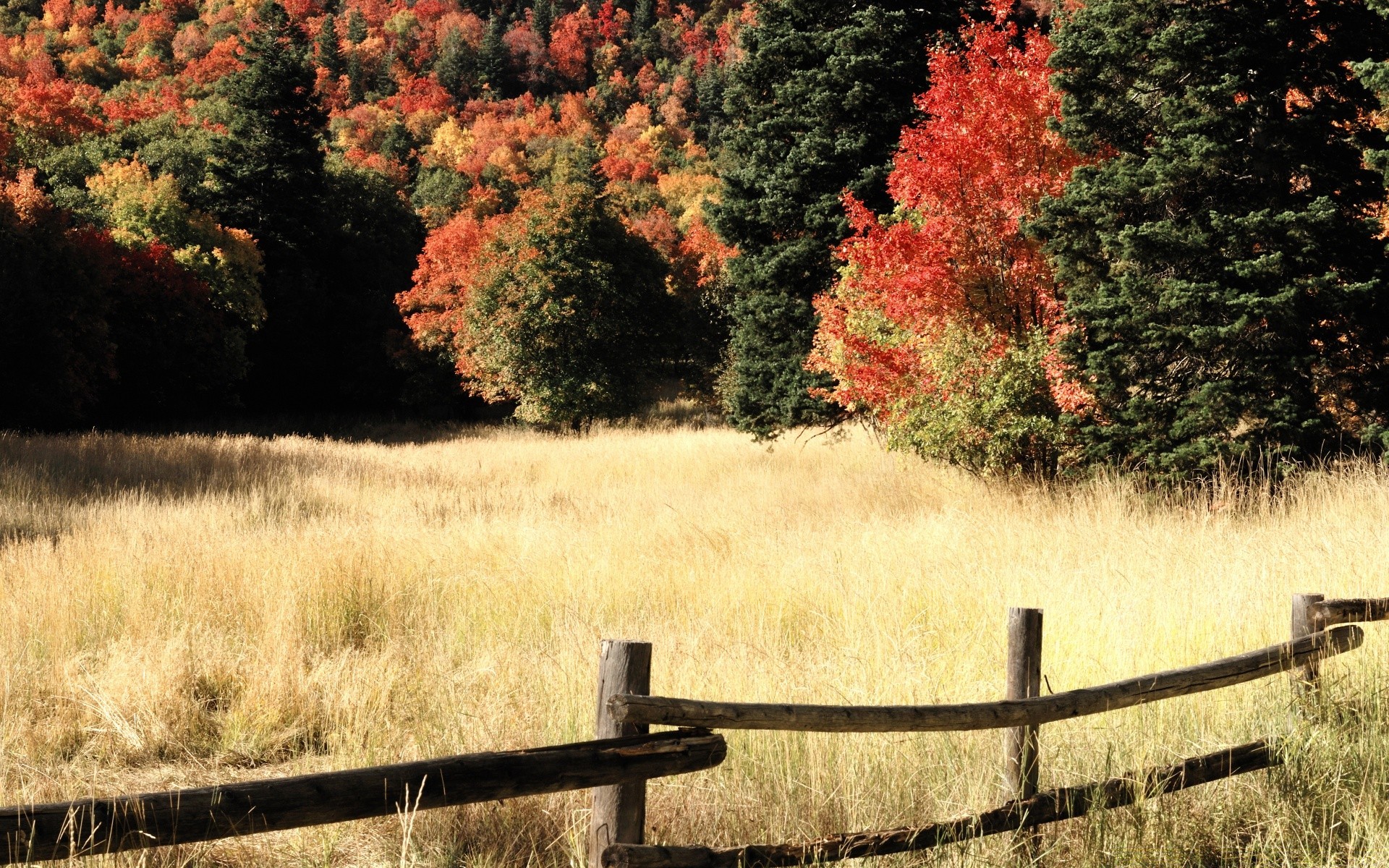 autumn fall tree landscape nature wood leaf outdoors fence season park scenic grass maple countryside color water