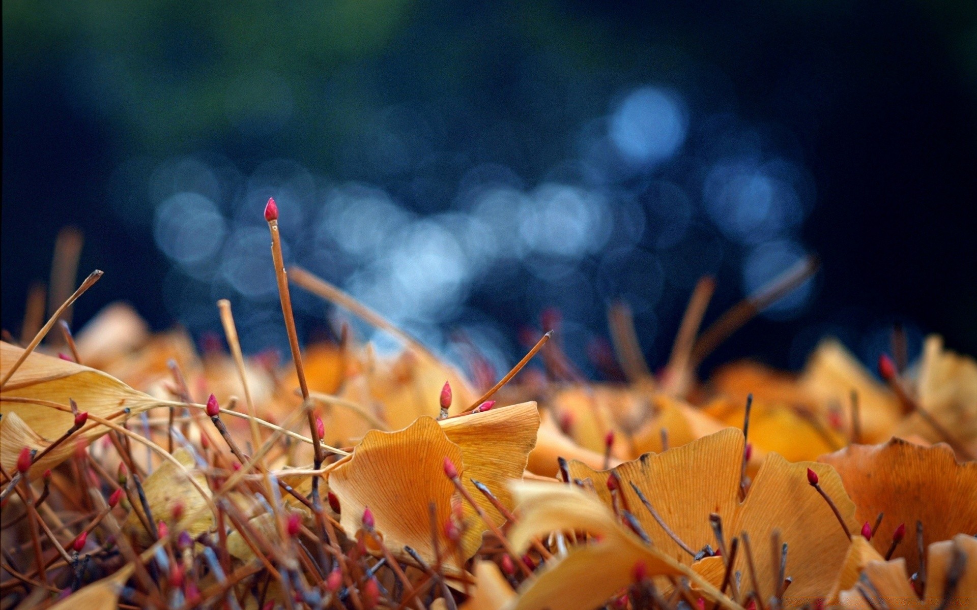 autumn fall blur nature leaf light outdoors color flower wood