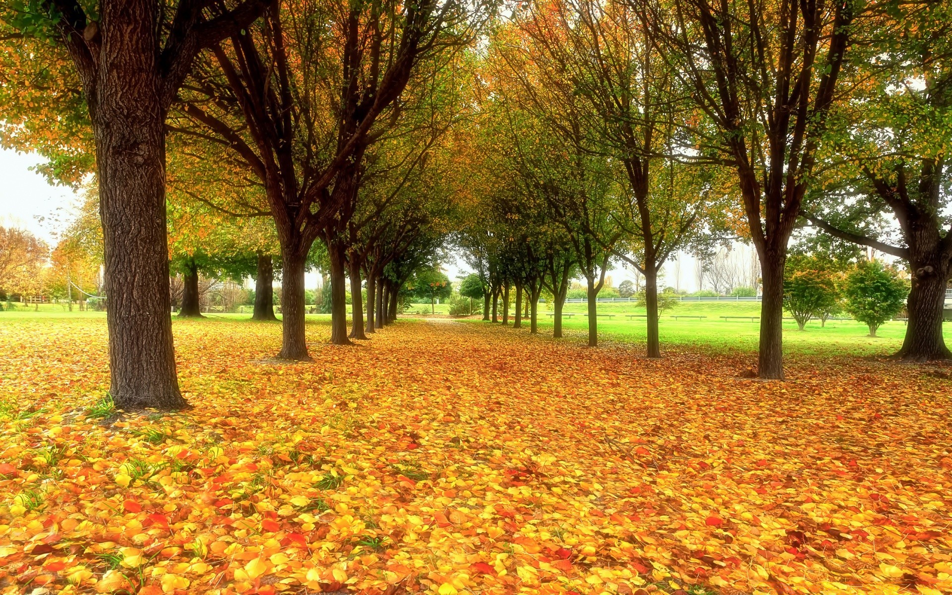 autumn fall tree park leaf season maple nature landscape wood garden color alley guidance flora rural scene footpath gold bright