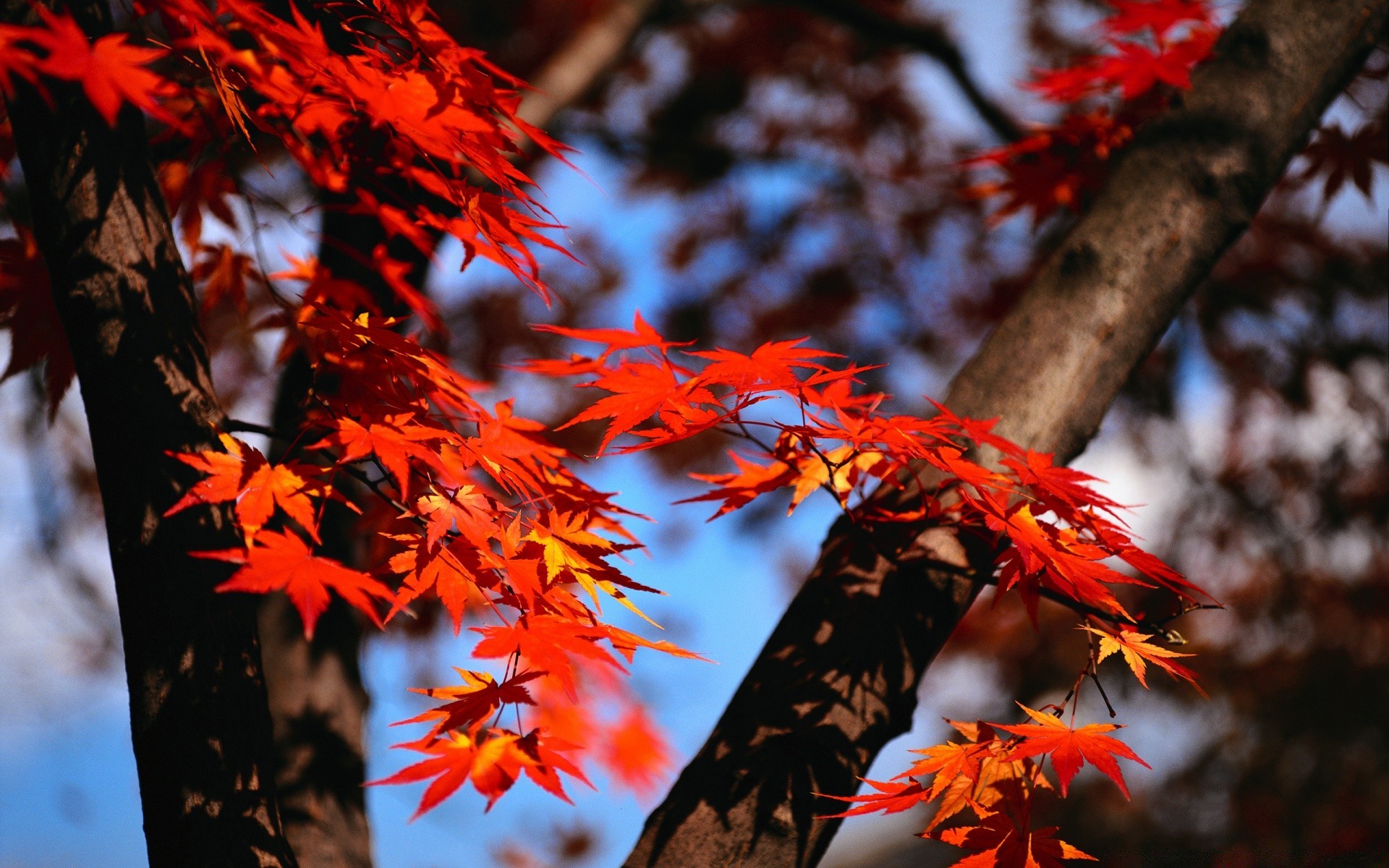 automne feuille automne arbre érable bois branche saison nature parc à l extérieur couleur flore lumineux