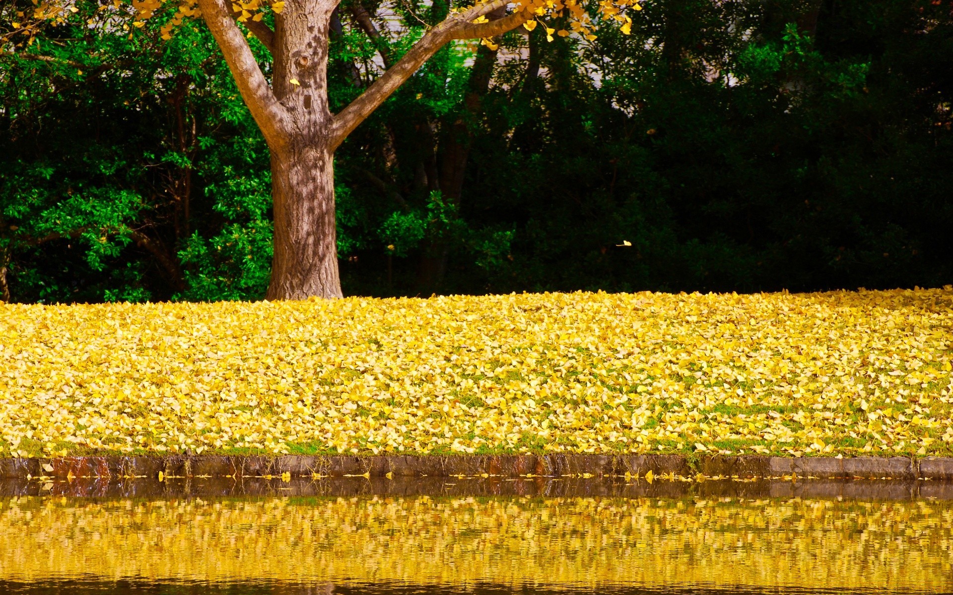 autumn season tree nature leaf flora agriculture landscape fall gold desktop rural growth color environment outdoors wood garden countryside farm