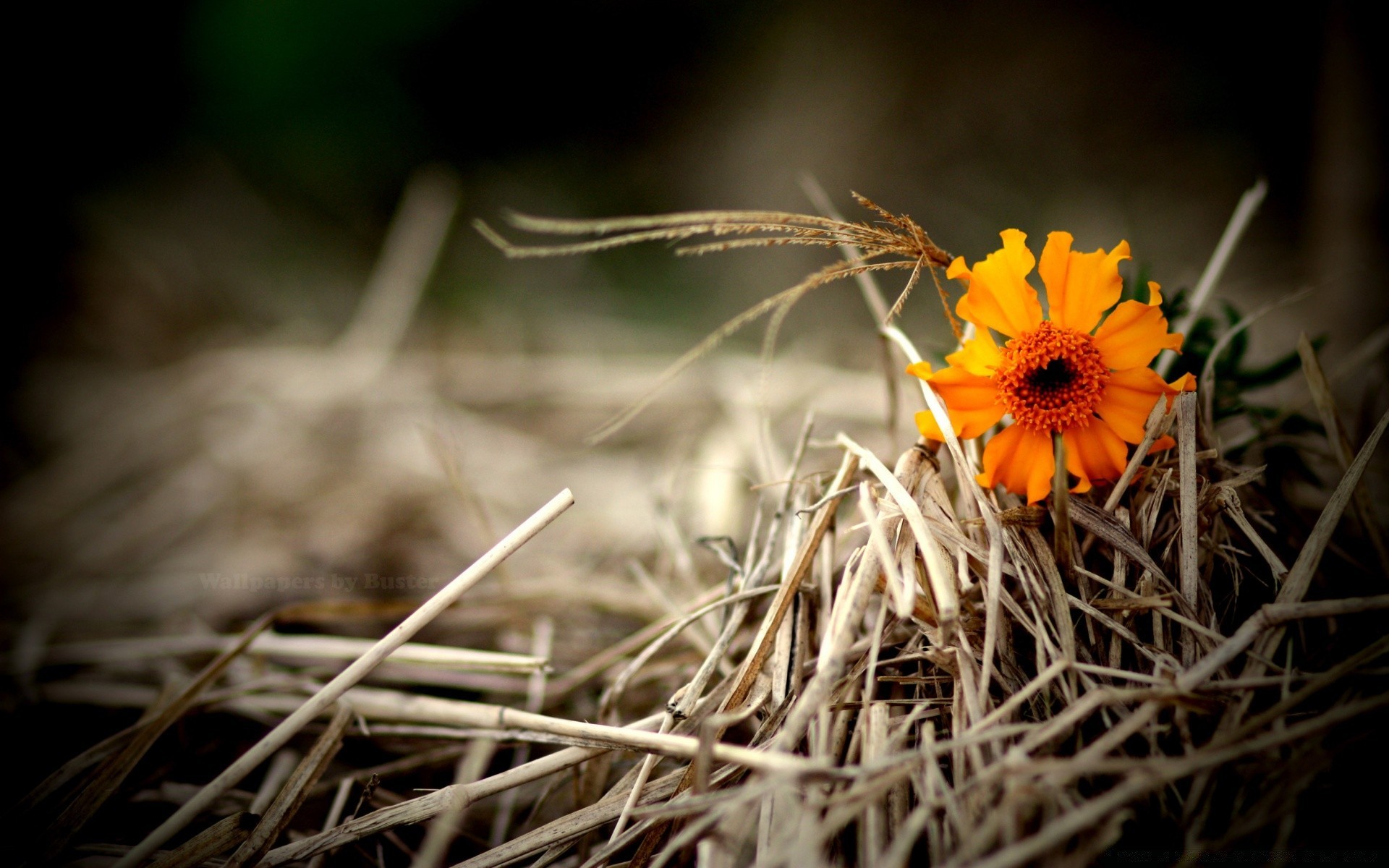 autumn nature flower flora outdoors color grass garden close-up