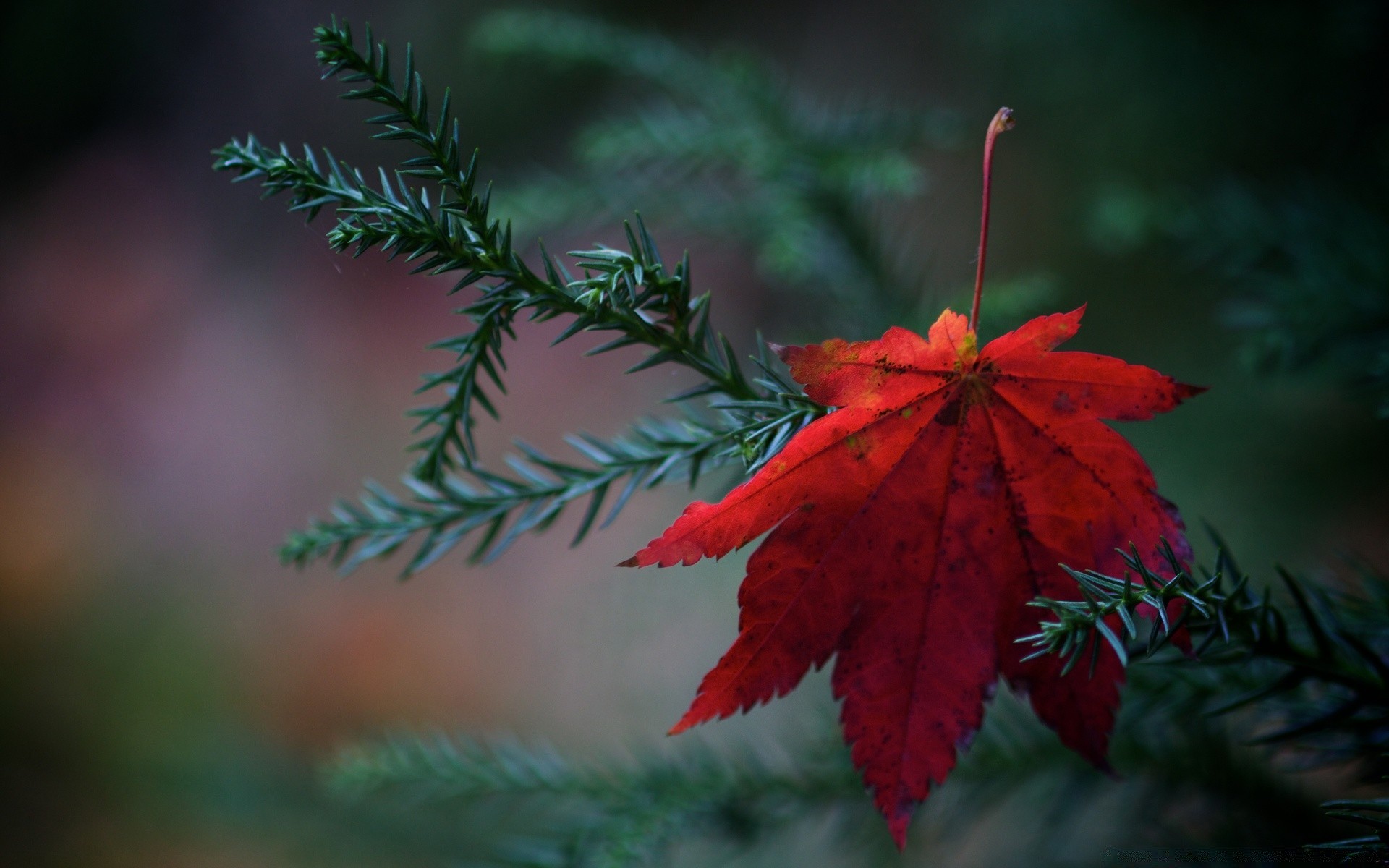 herbst baum weihnachten blatt winter evergreen zweig natur unschärfe im freien