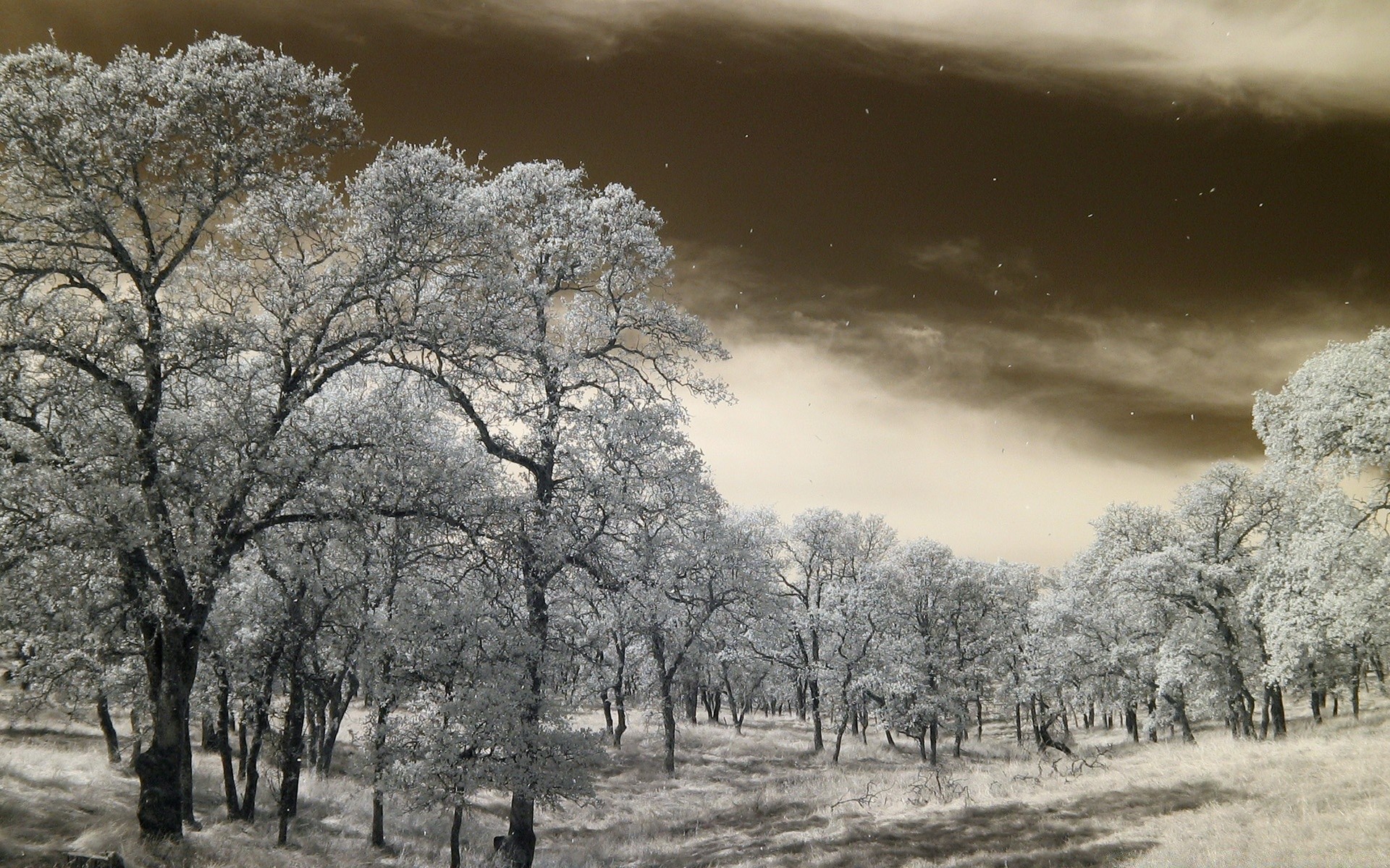 otoño árbol paisaje invierno naturaleza tiempo nieve temporada escarcha escena rama al aire libre