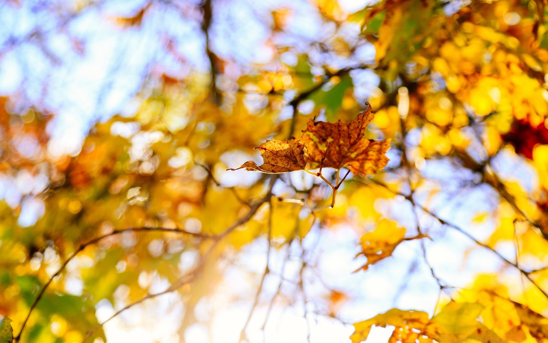 automne automne feuille arbre nature lumineux saison beau temps soleil or couleur branche érable bois parc