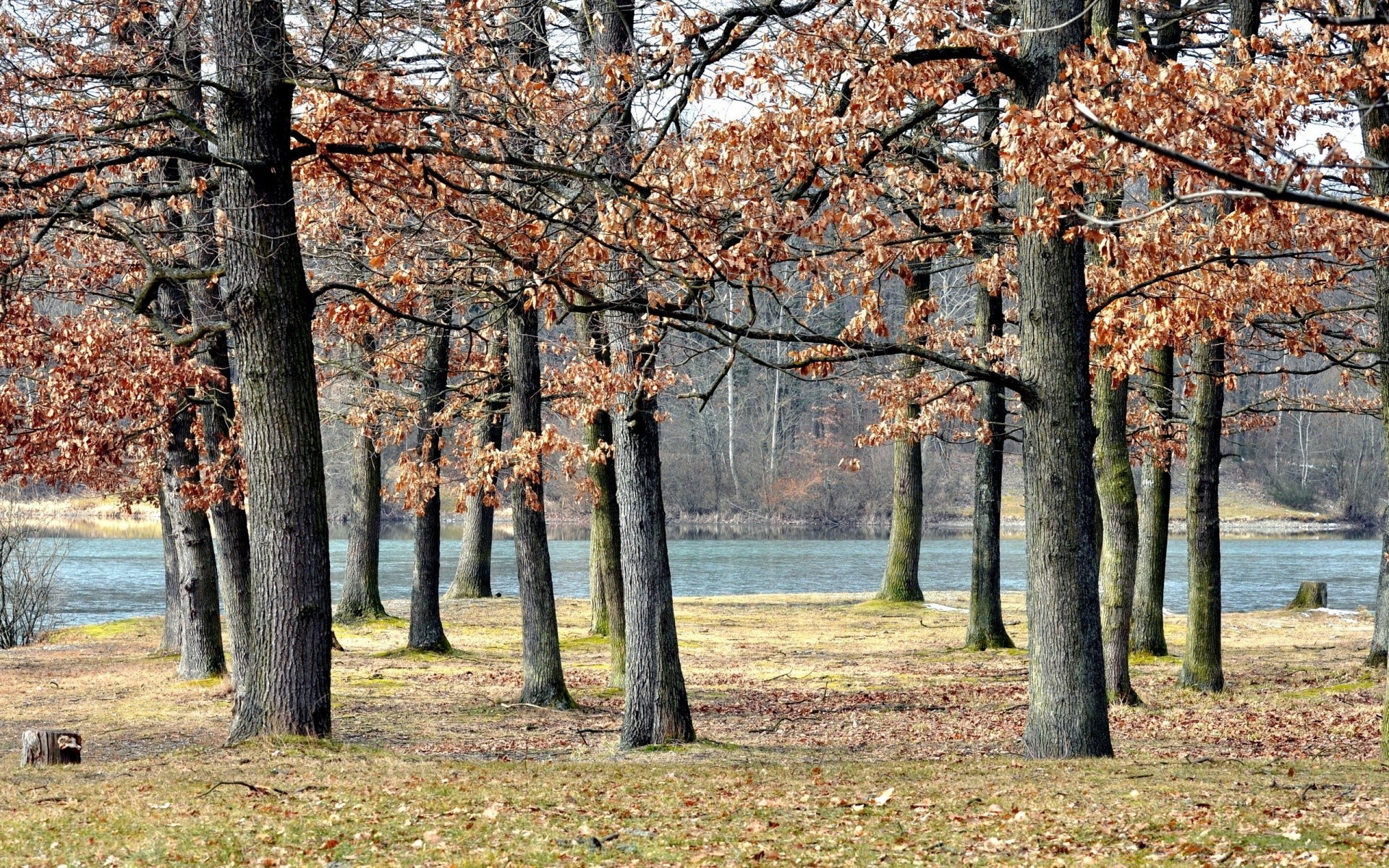 autumn tree fall wood nature park season landscape leaf branch scenic scenery scene outdoors environment maple rural guidance color flora