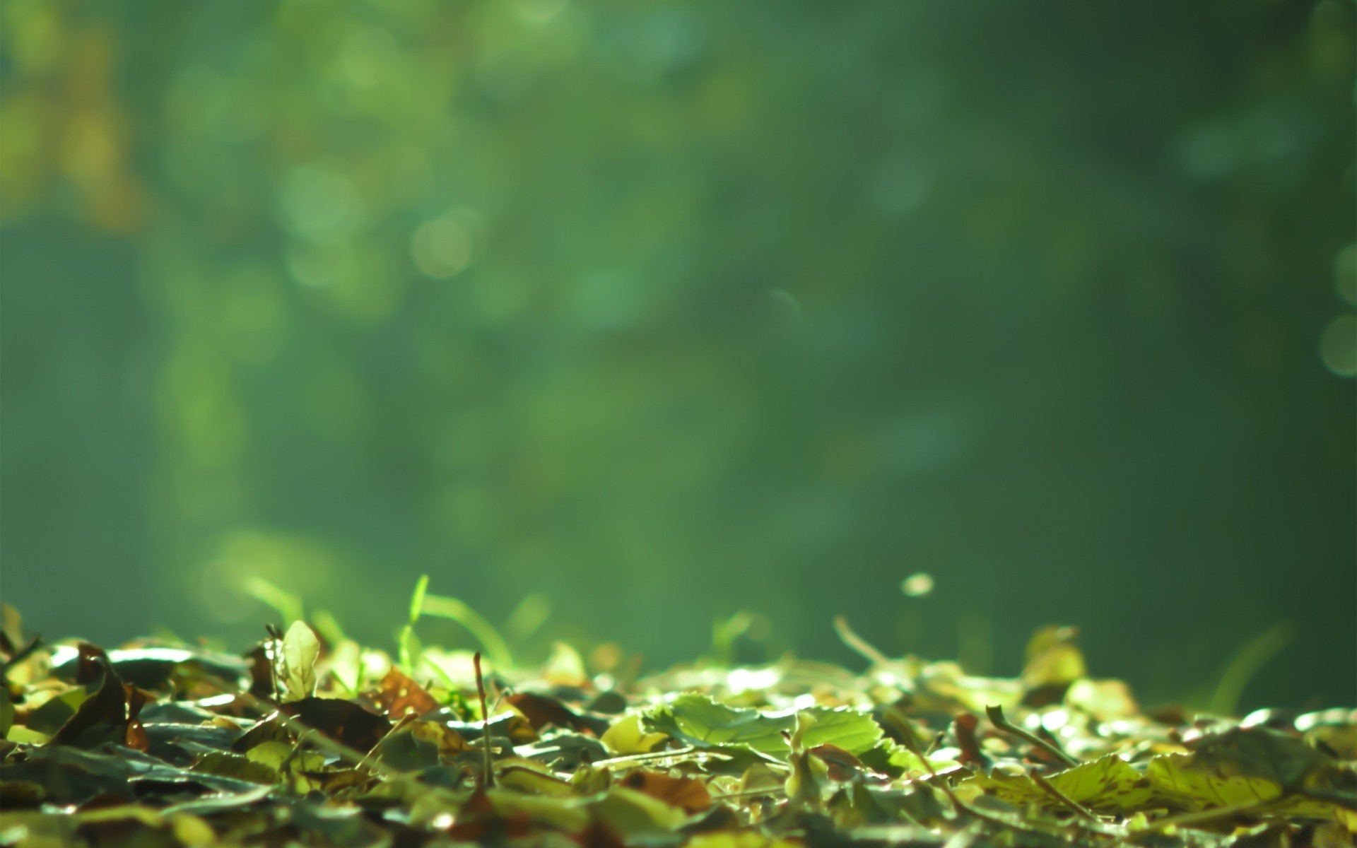 jesień rozmycie liść natura ogród flora trawa lato wzrost środowisko na zewnątrz deszcz światło kwiat dobra pogoda spadek pulpit słońce kolor