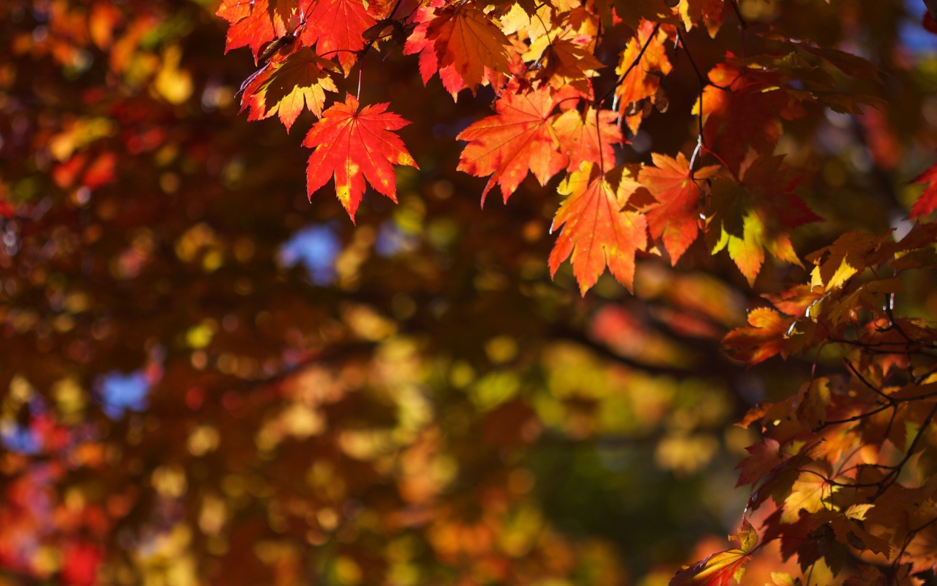 autunno foglia autunno acero vivid natura lussureggiante albero stagione all aperto parco bel tempo di legno ramo di colore flora