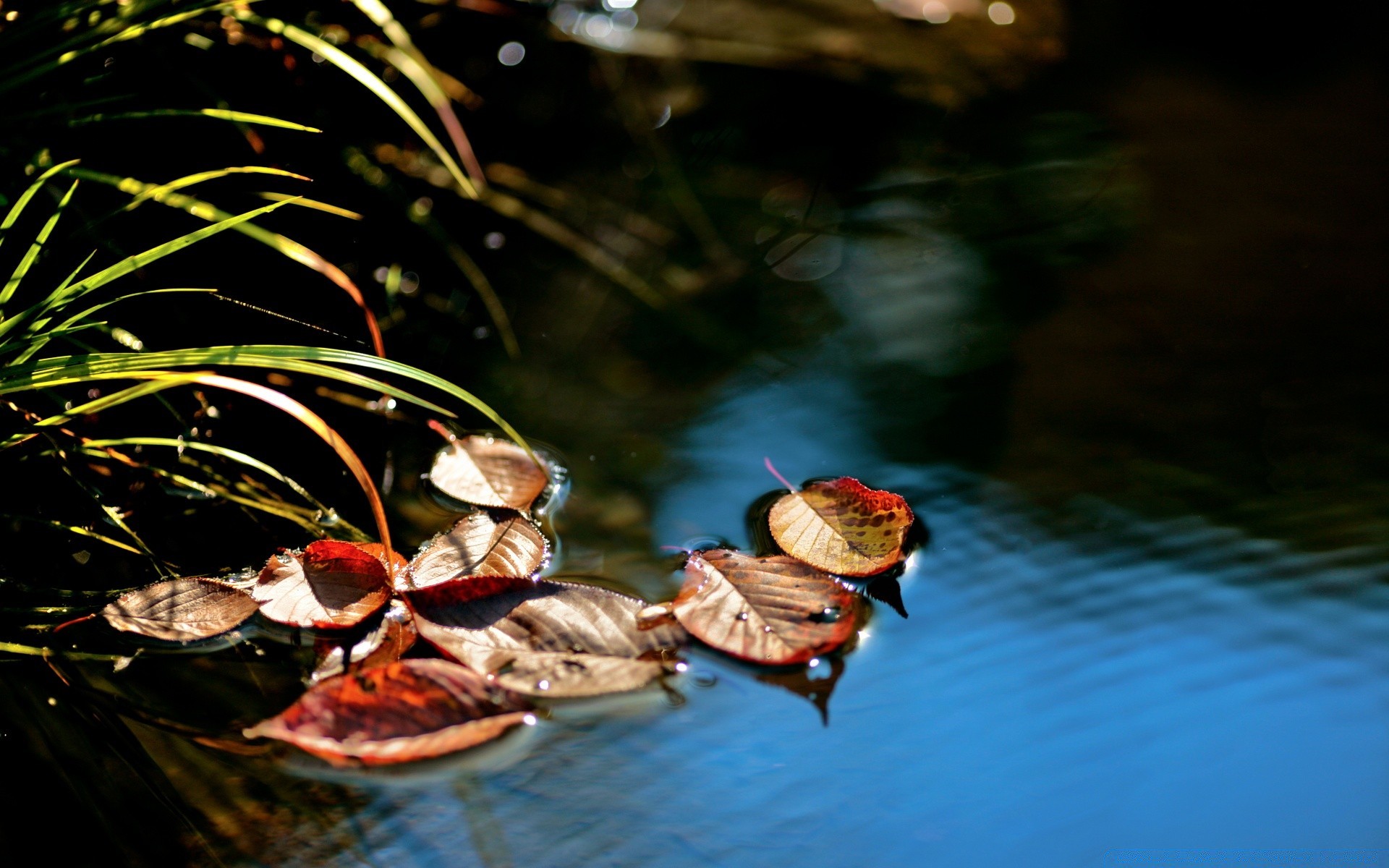 automne eau nature à l extérieur rivière flou réflexion feuille faune invertébrés alimentaire