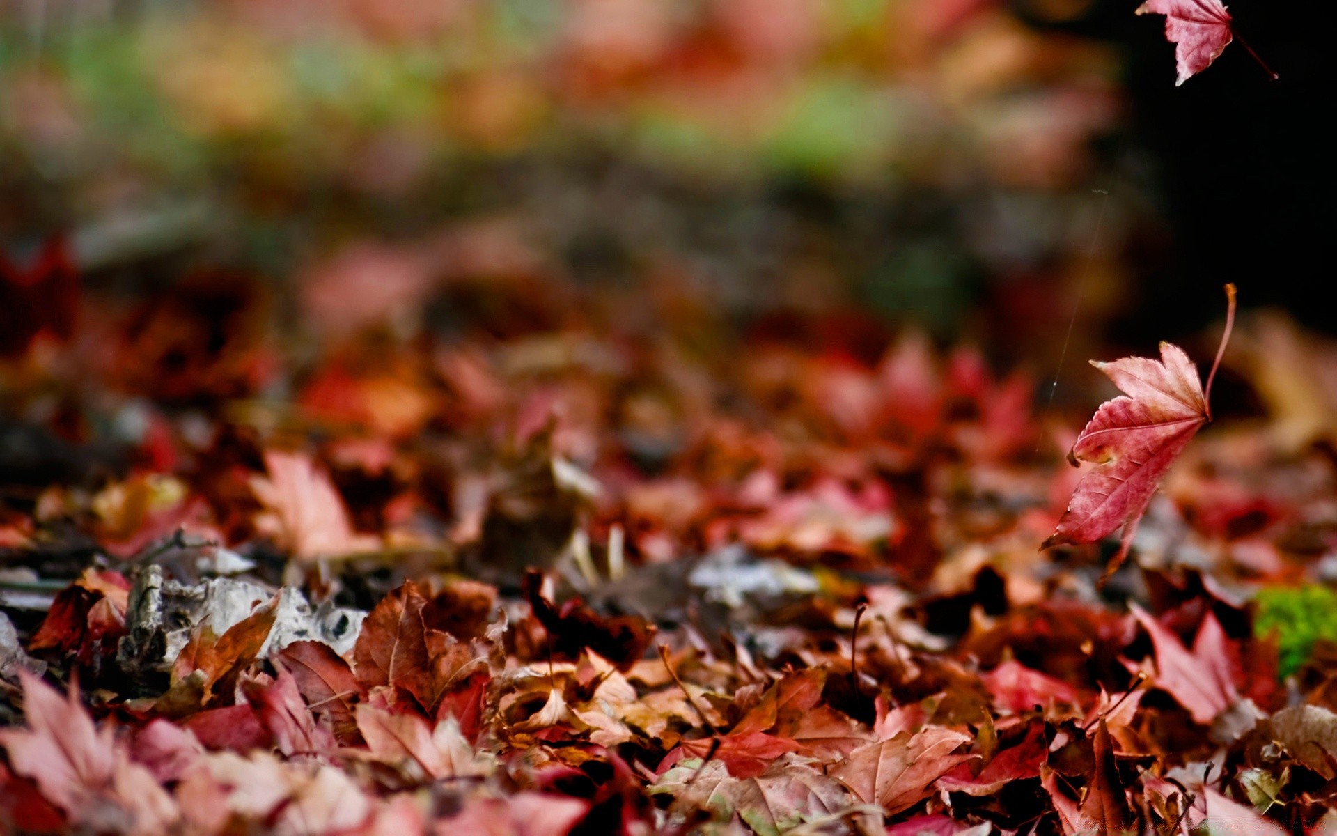 jesień jesień liść natura klon sezon na zewnątrz flora kolor drzewo suche zbliżenie ziemia pulpit park środowisko drewno jasny ogród