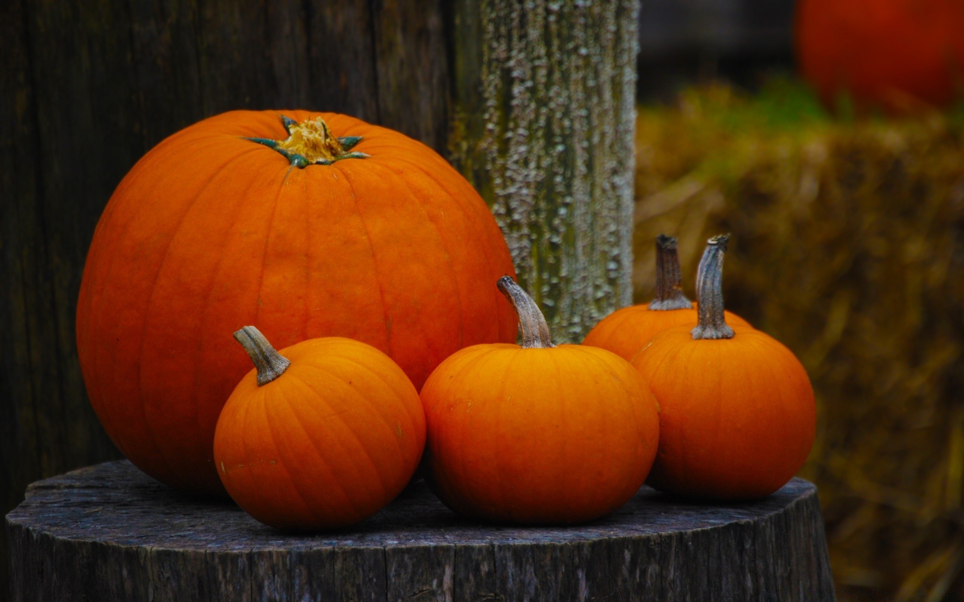 otoño calabaza halloween otoño acción de gracias pasto crecer linterna comida calabaza vegetal calabaza