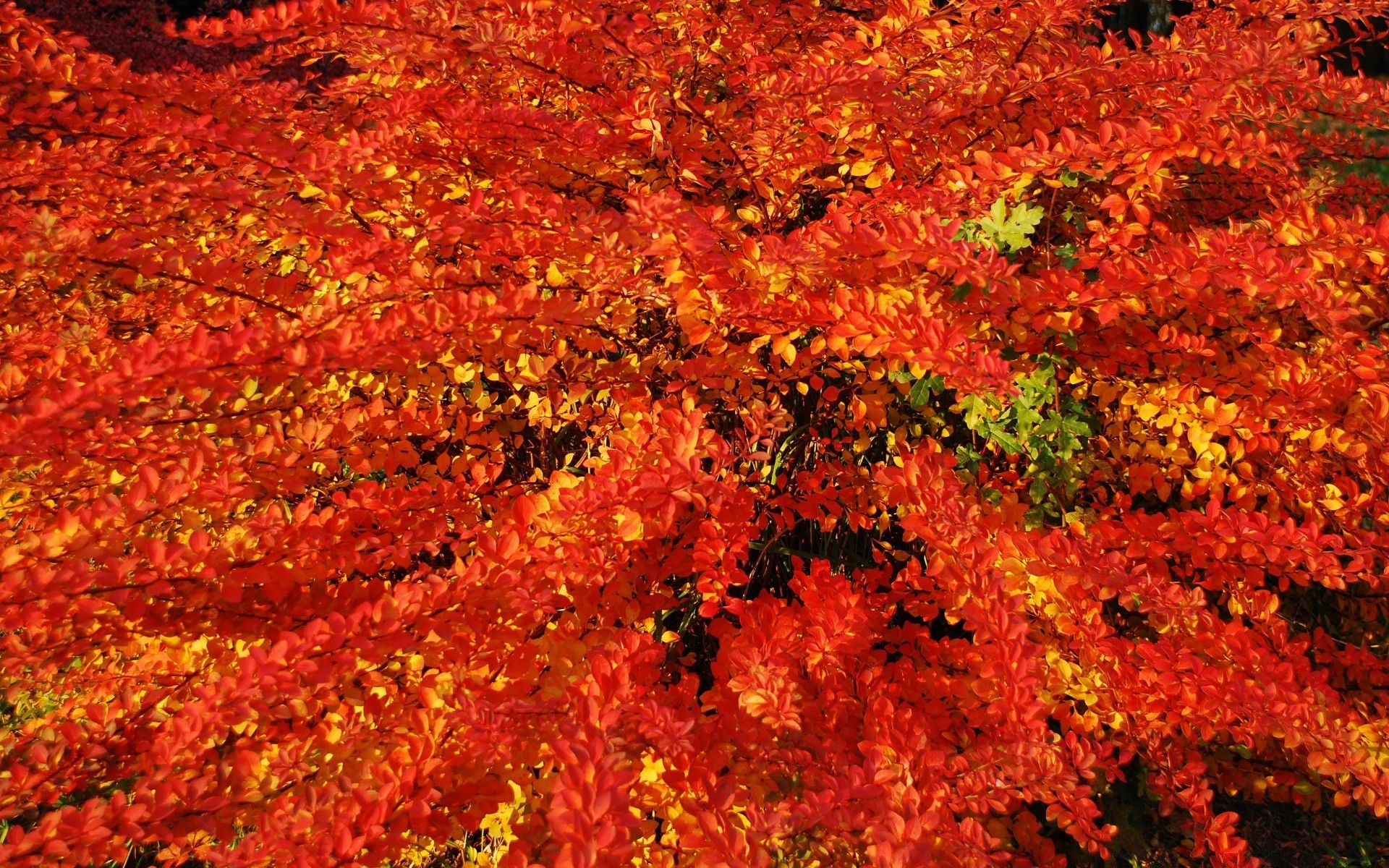 autunno autunno foglia stagione acero colore luminoso albero natura flora vivid desktop all aperto struttura oro lussureggiante modello astratto cambiamento