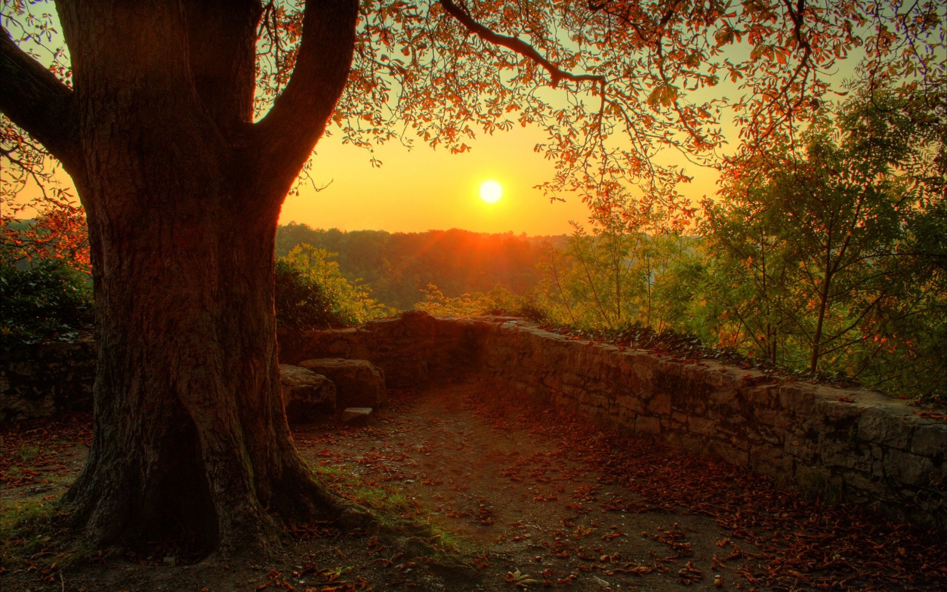 outono árvore amanhecer madeira paisagem natureza luz sol folha parque ao ar livre pôr do sol bom tempo névoa outono noite névoa cênica