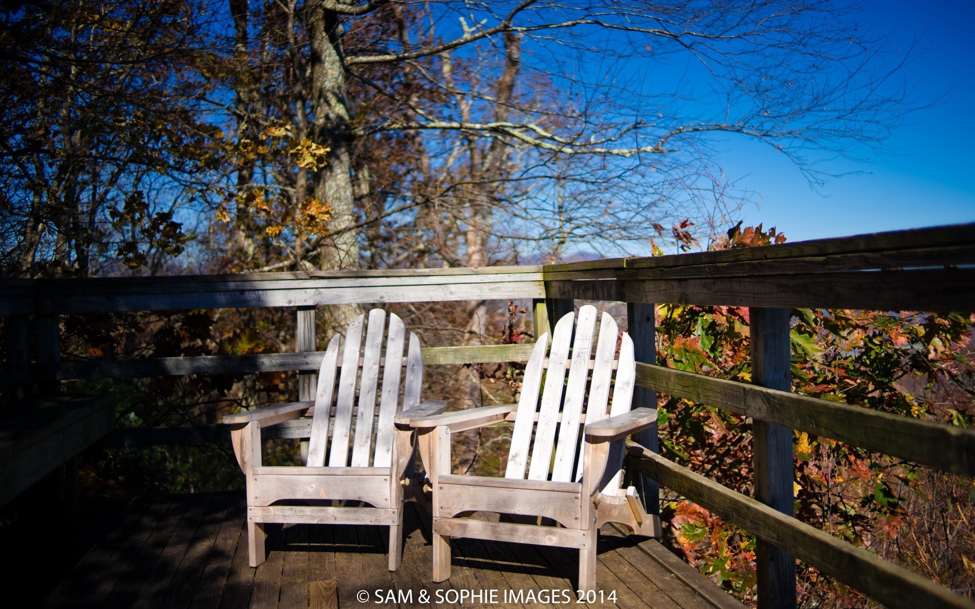 autumn wood outdoors seat bench nature empty chair fall tree family