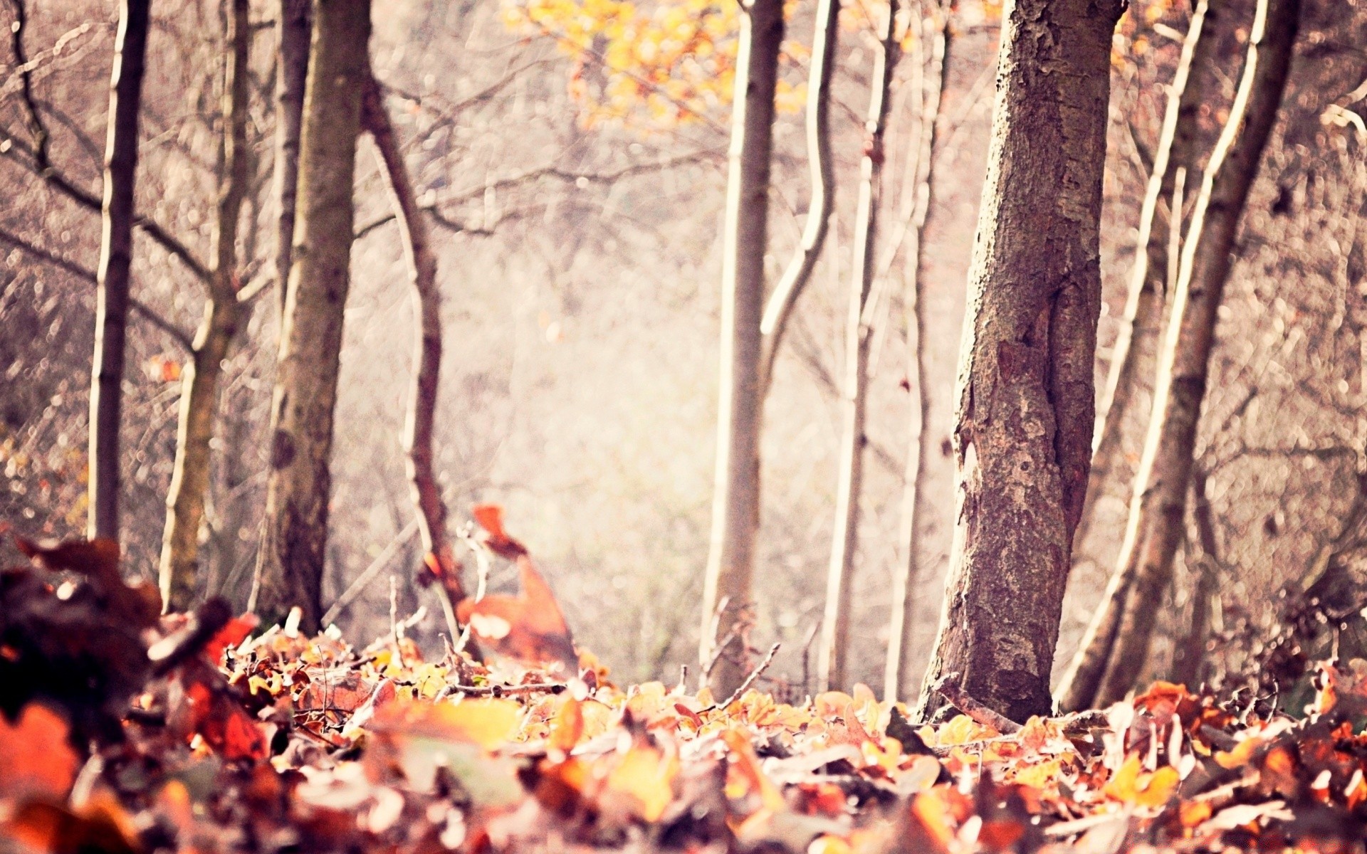 autunno autunno legno foglia albero natura stagione all aperto paesaggio inverno