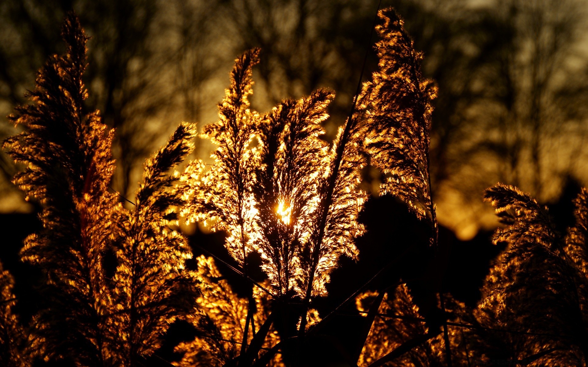 autunno all aperto natura albero legno inverno autunno tramonto foglia bel tempo sole luce crescita alba