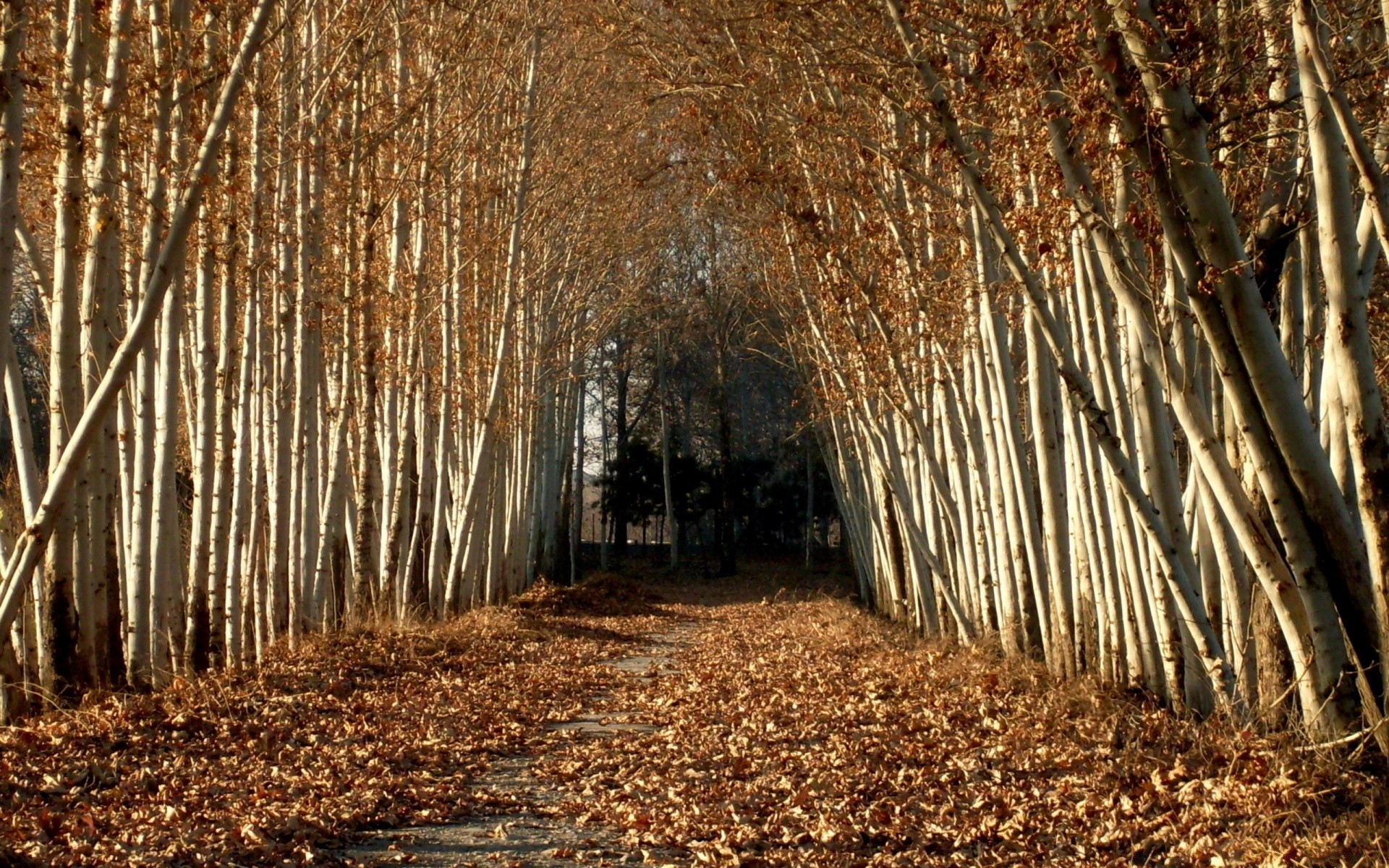 autunno legno natura albero foglia autunno ramo stagione all aperto desktop parco corteccia paesaggio flora alba