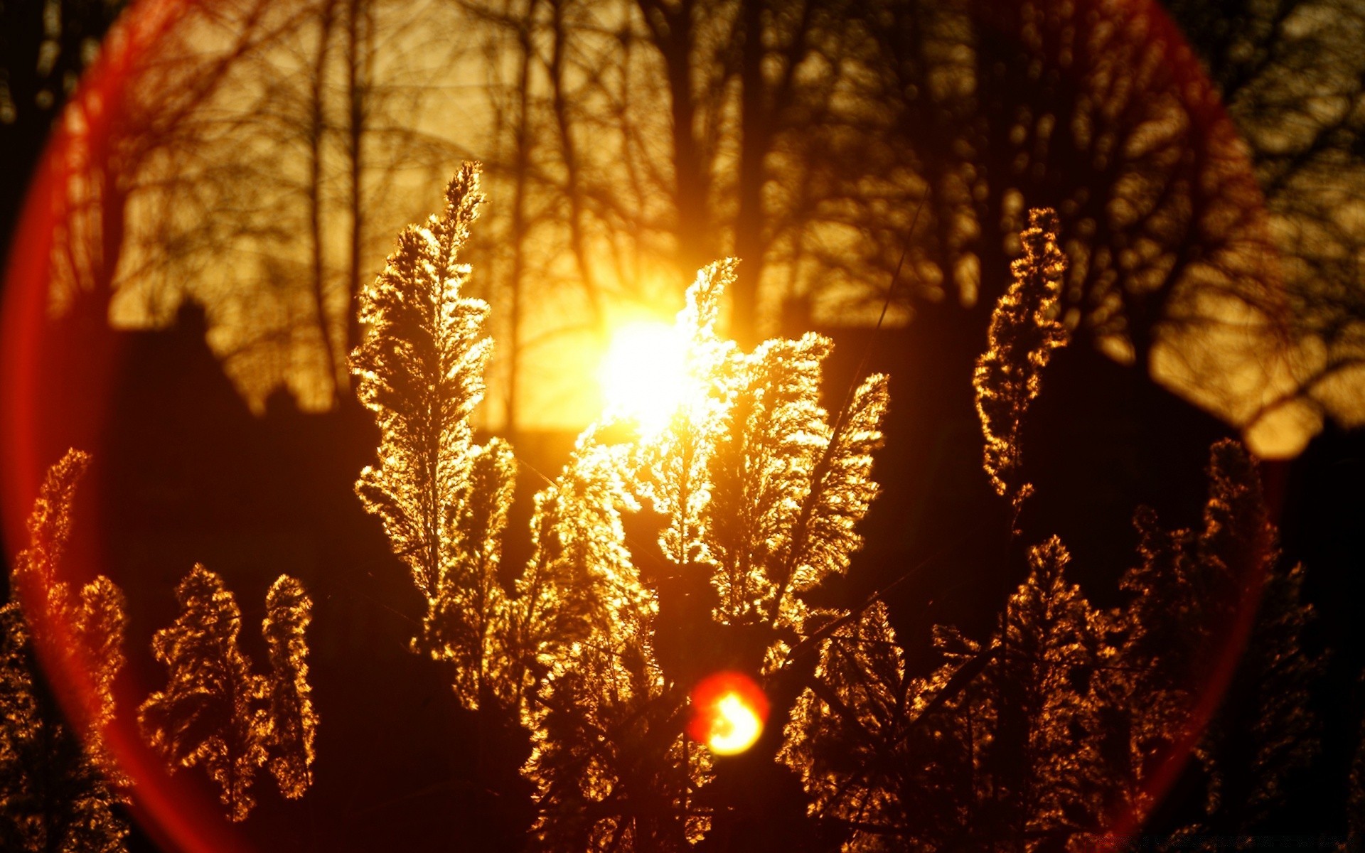 autumn fall outdoors nature tree wood sun dawn leaf bright light fair weather winter sunset landscape