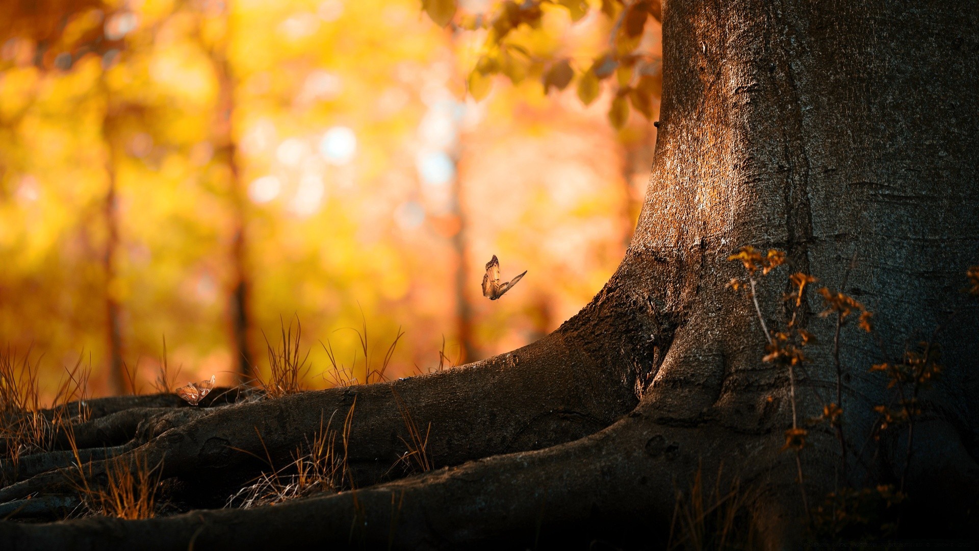 autumn fall tree wood nature leaf park landscape dawn outdoors light sunset color sun gold