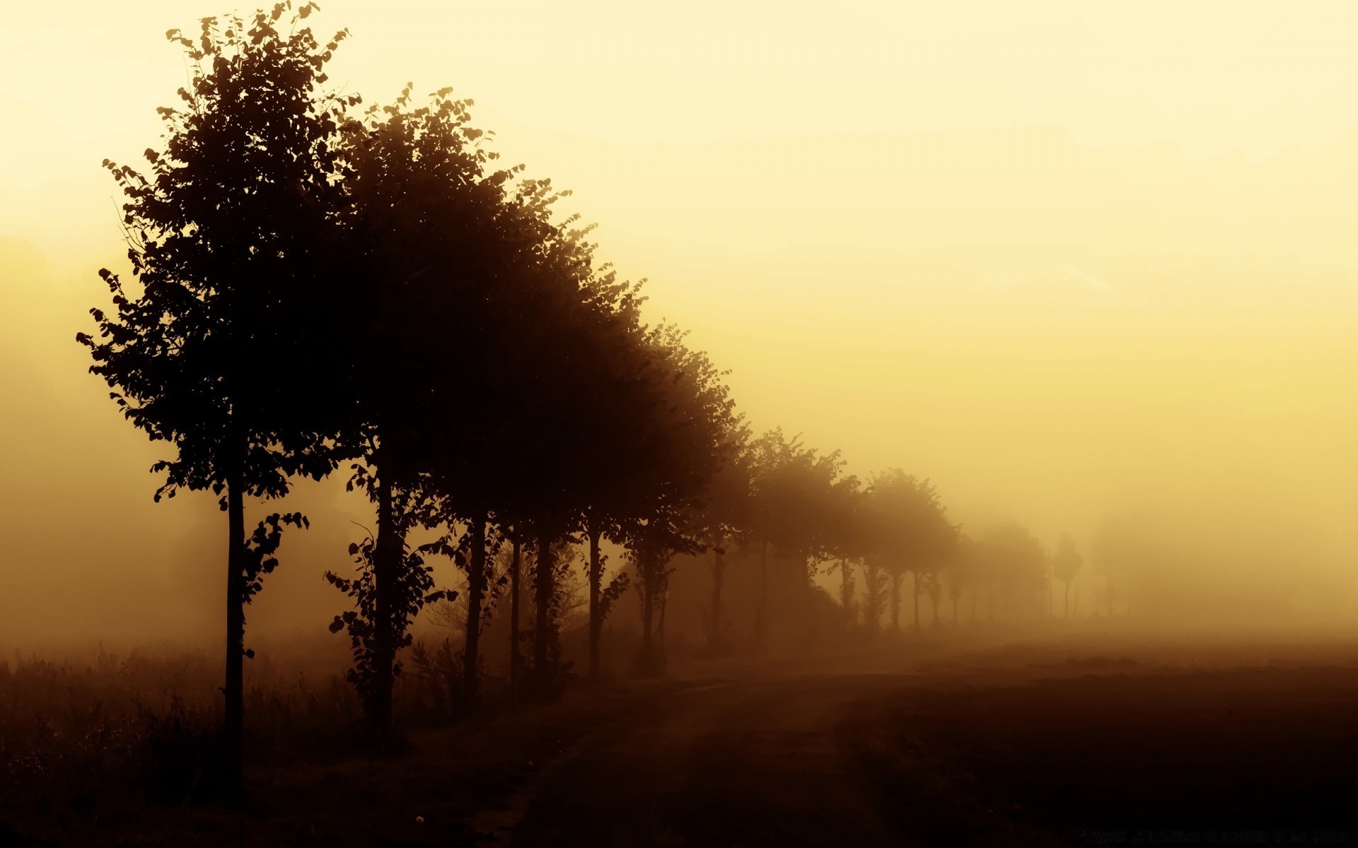 autunno nebbia alba nebbia tramonto paesaggio albero illuminato sole silhouette sera inverno natura autunno tempo crepuscolo foschia all aperto cielo legno