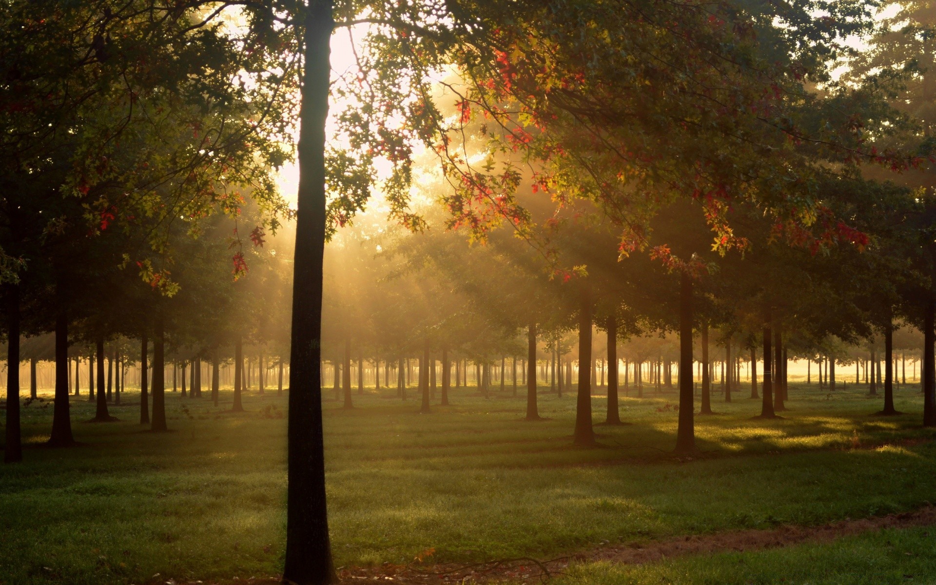 automne arbre aube automne brouillard brouillard paysage soleil feuille parc bois nature lumière branche beau temps