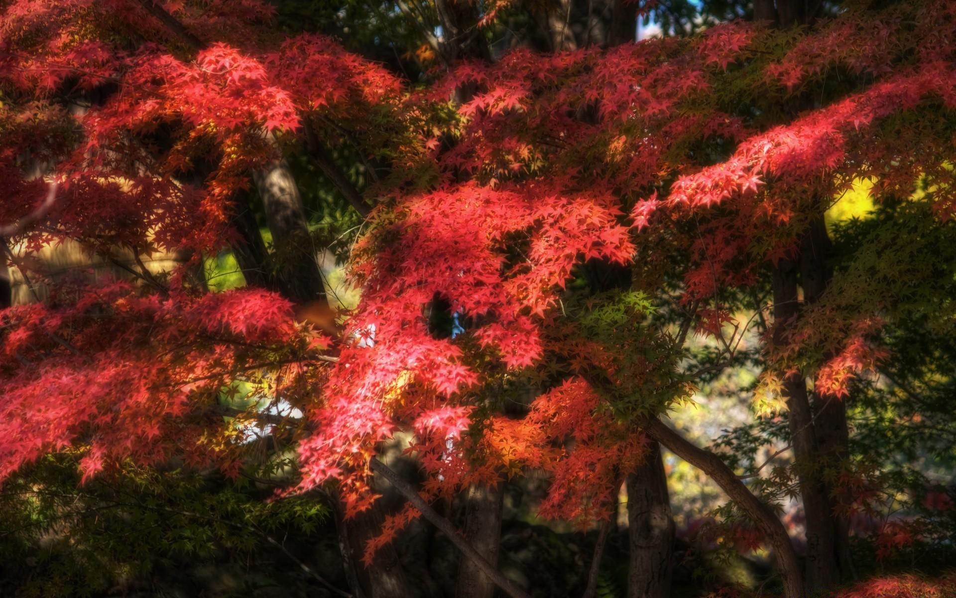 otoño árbol otoño hoja arce naturaleza temporada paisaje parque color al aire libre flora madera rama brillante exuberante jardín medio ambiente