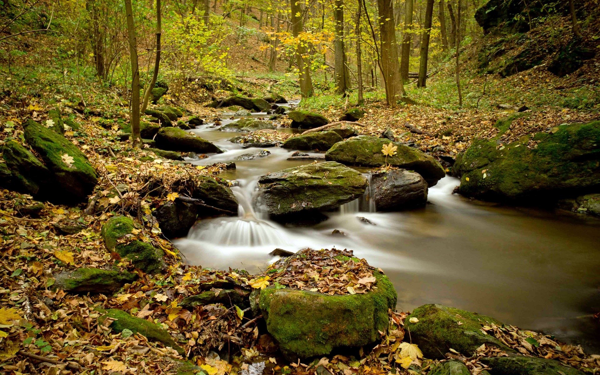 autumn fall wood nature leaf river water stream landscape creek tree outdoors rock moss waterfall park travel scenic season