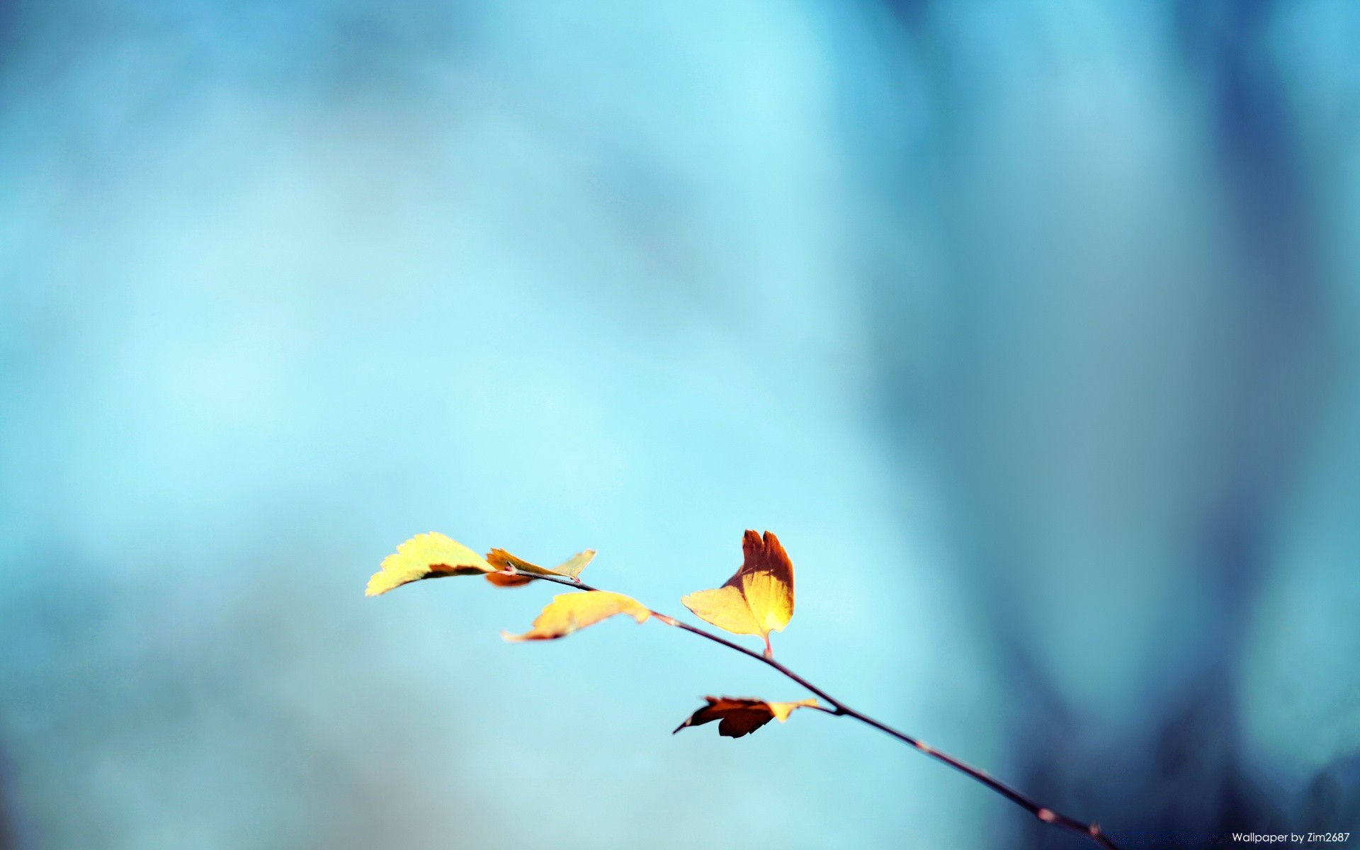 autumn blur nature outdoors bird sky wildlife winter fair weather leaf dof