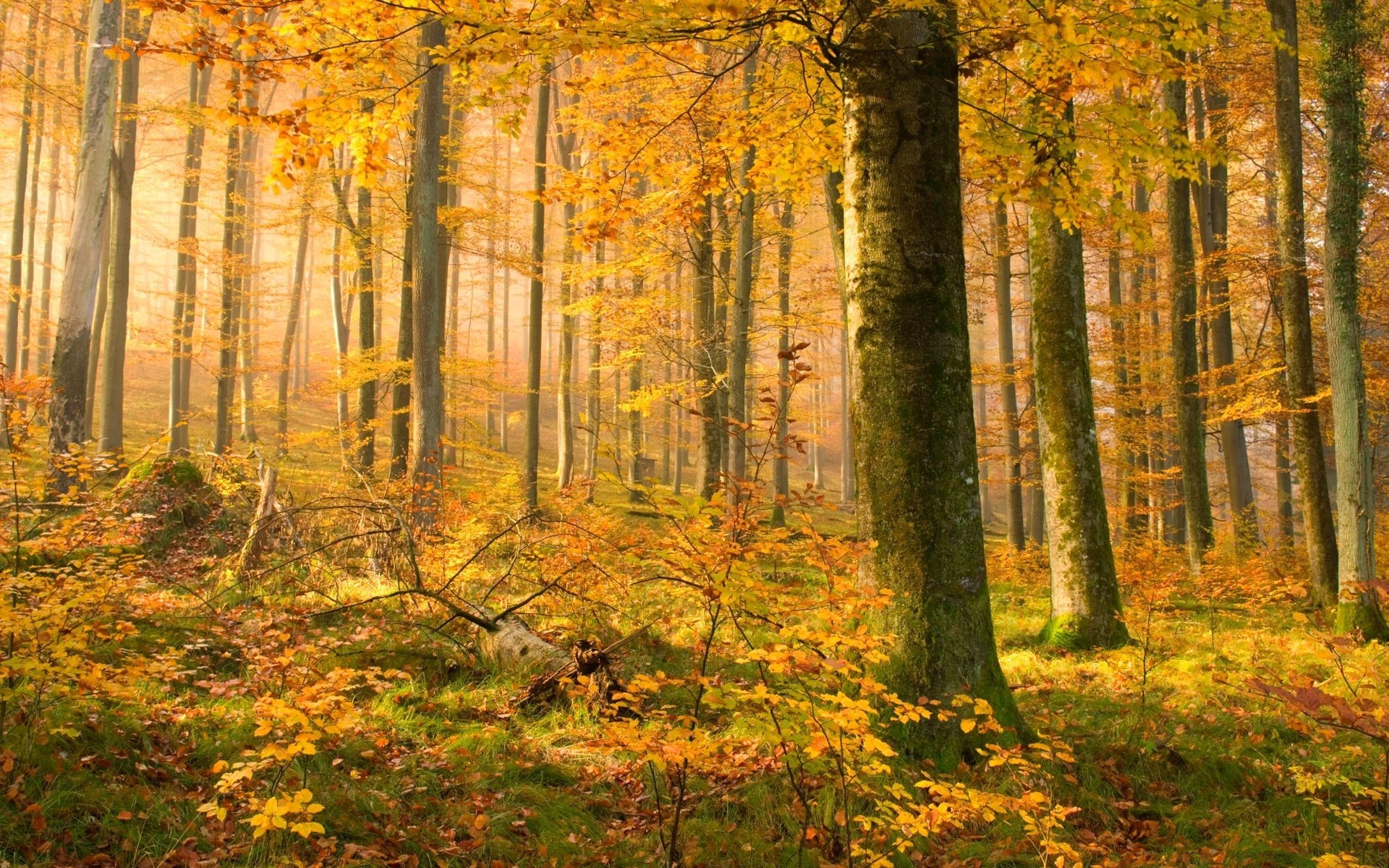 autumn fall leaf wood tree landscape park season maple nature dawn fog fair weather mist beech scenery scenic gold branch deciduous environment