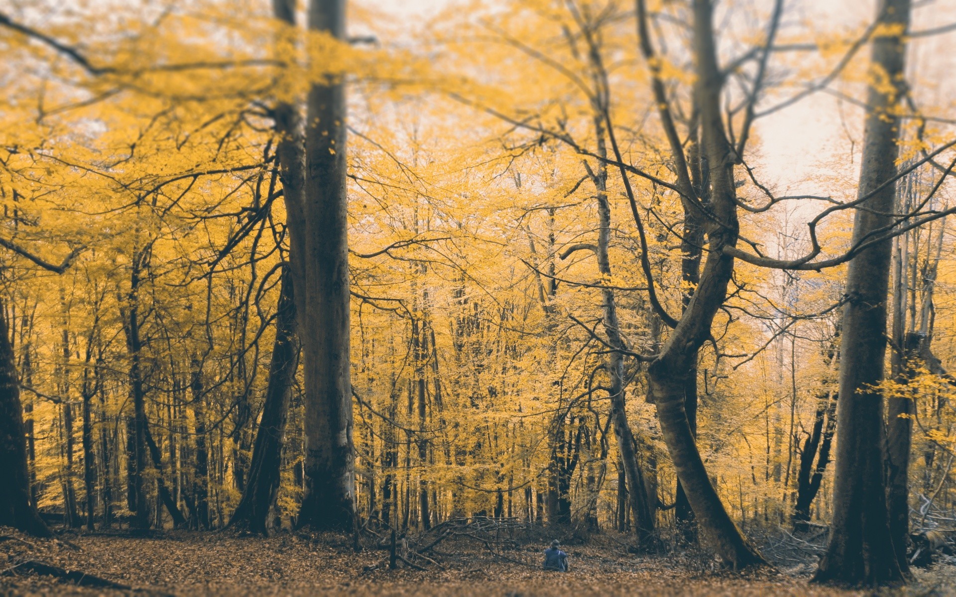 autunno autunno albero legno paesaggio foglia ramo alba natura stagione nebbia parco nebbia ambiente scenico oro illuminato bel tempo paesaggio all aperto