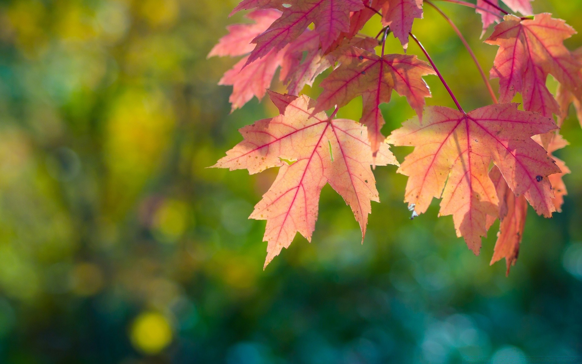 кленовые листья дерево осень солнце бесплатно
