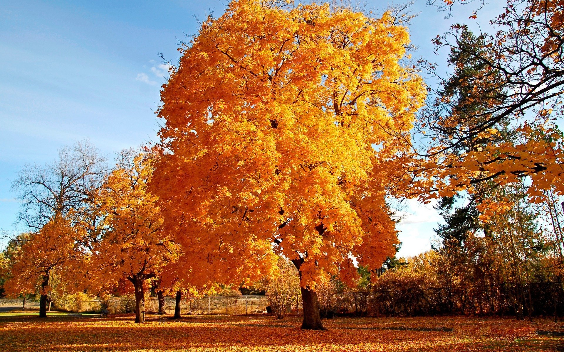 automne automne arbre feuille saison parc paysage bois nature branche or érable scène à l extérieur lumineux pittoresque beau temps paysage rural couleur