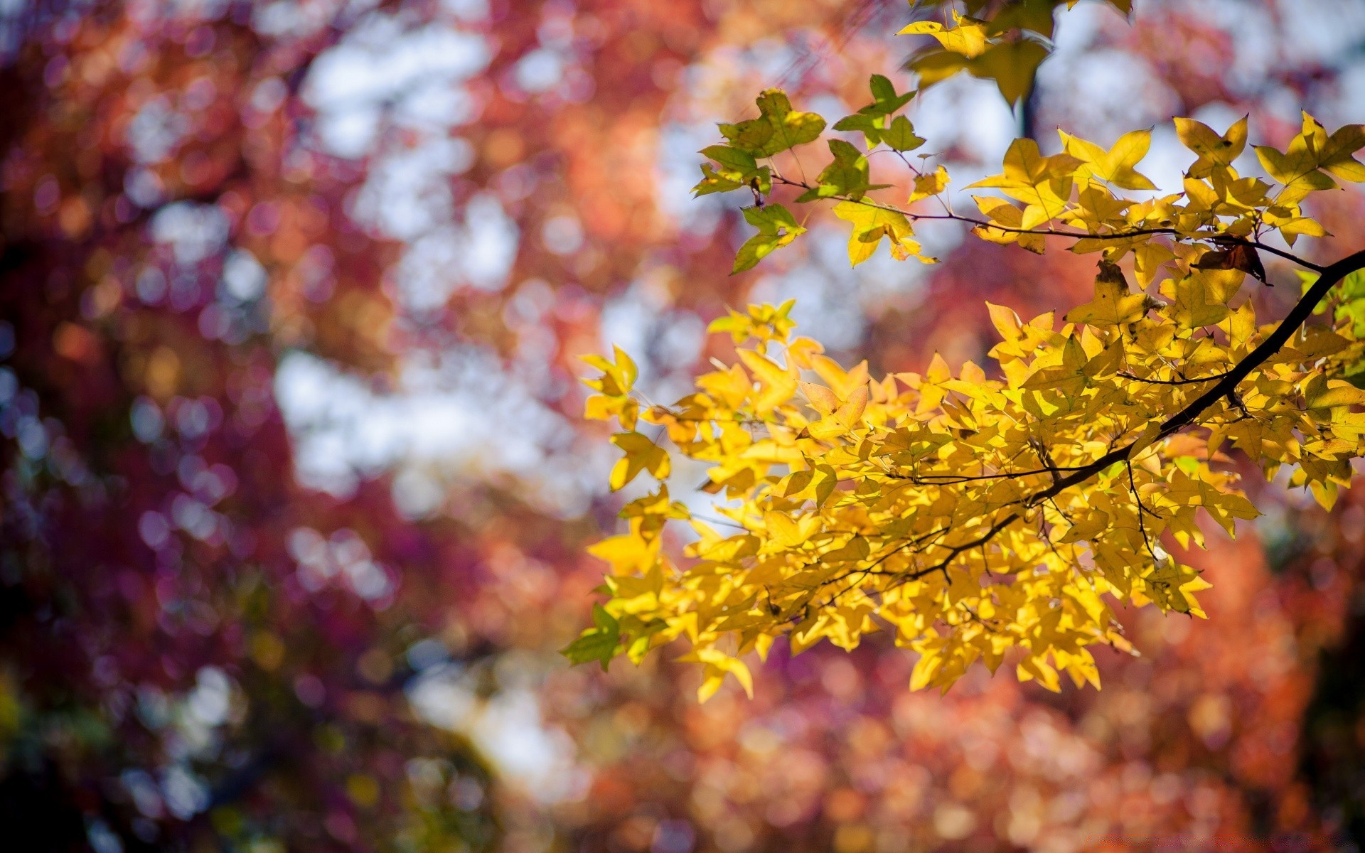 automne feuille automne arbre saison nature branche lumineux parc flore couleur beau temps érable soleil à l extérieur paysage or