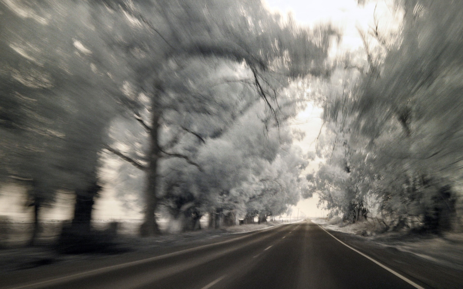 herbst straße monochrom straße baum nebel landschaft guide nebel herbst licht