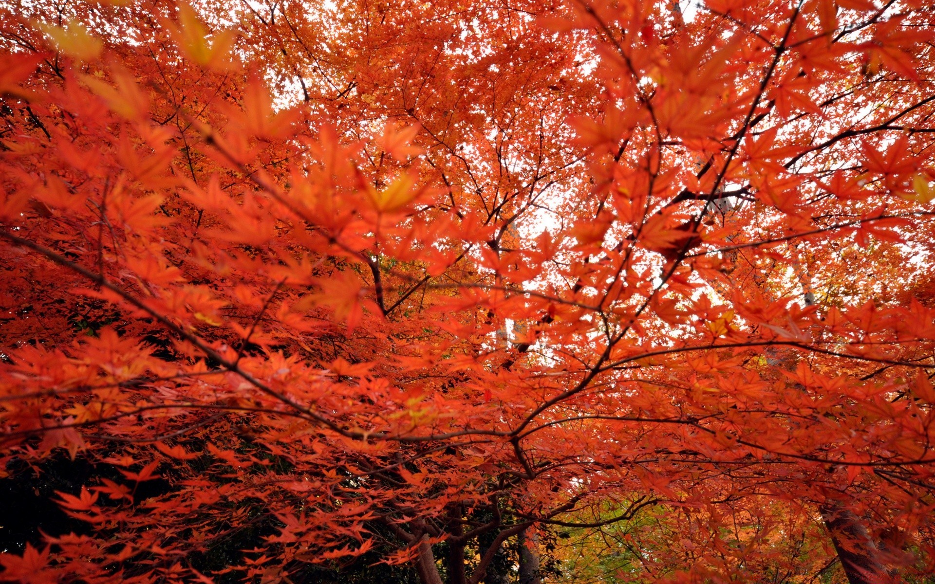 autumn fall leaf maple tree nature season bright park wood outdoors landscape color