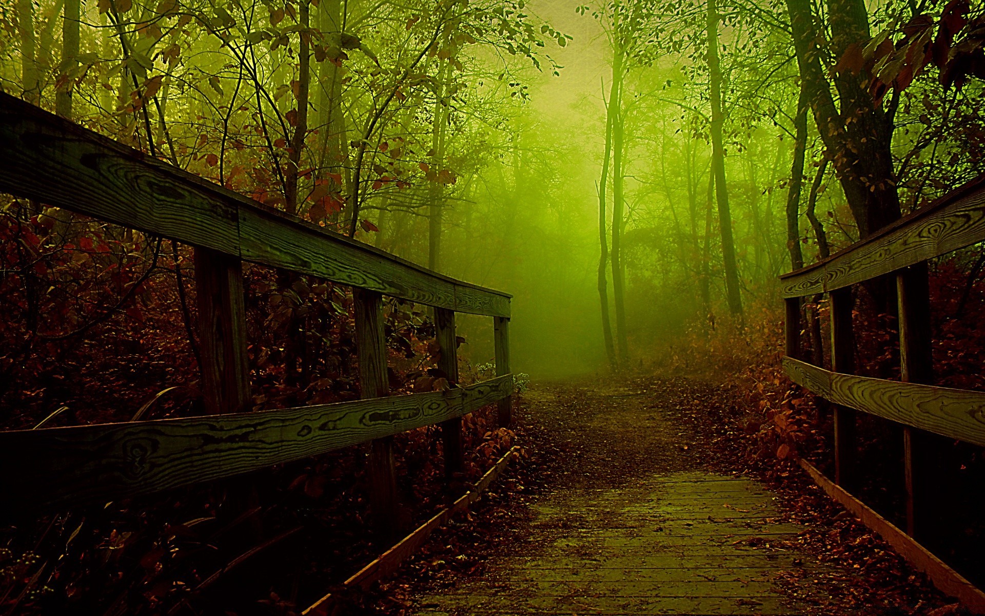 automne bois automne feuille arbre lumière paysage nature parc manuel brouillard sombre brouillard