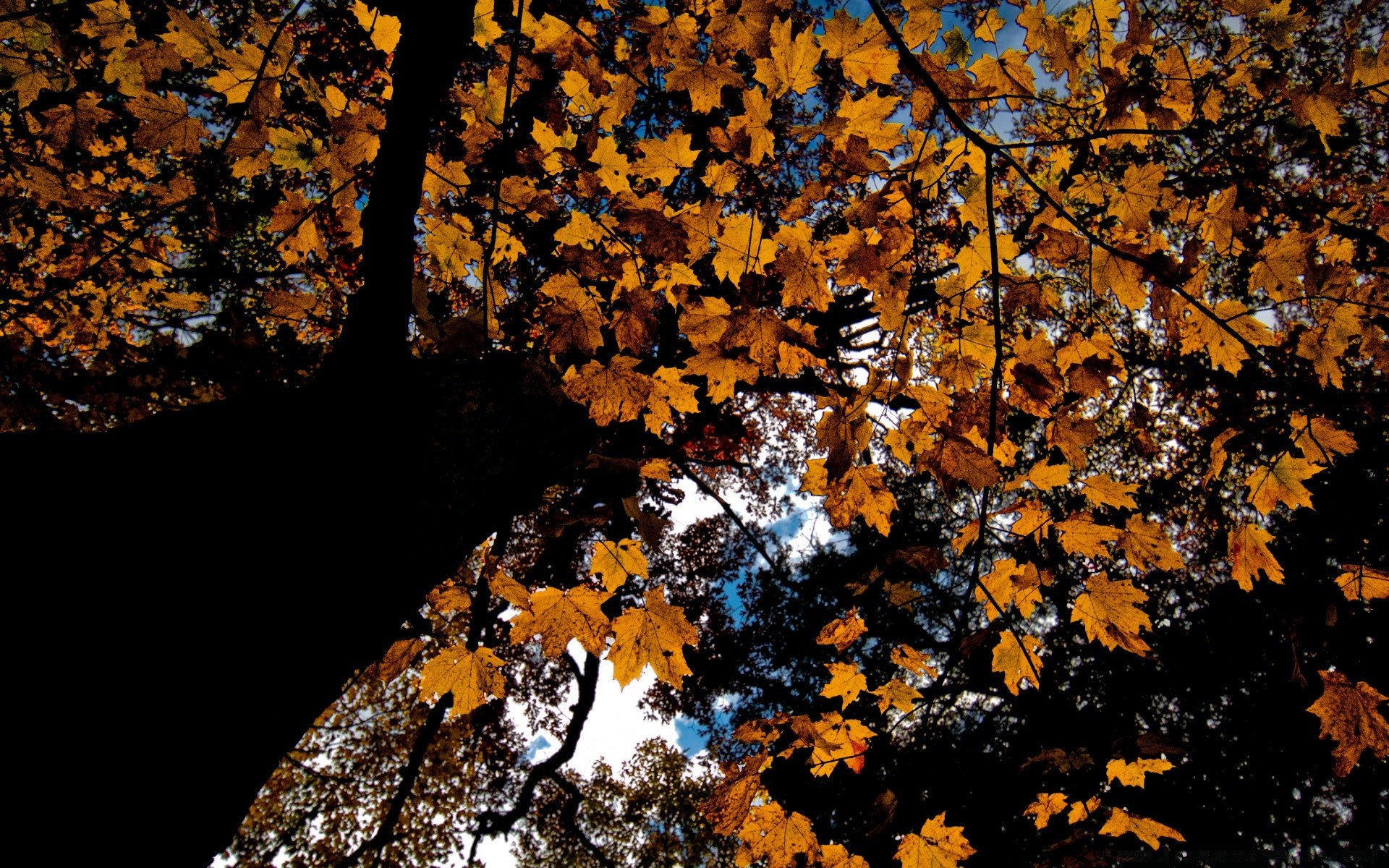 autumn fall leaf tree nature outdoors season wood desktop maple flora environment landscape