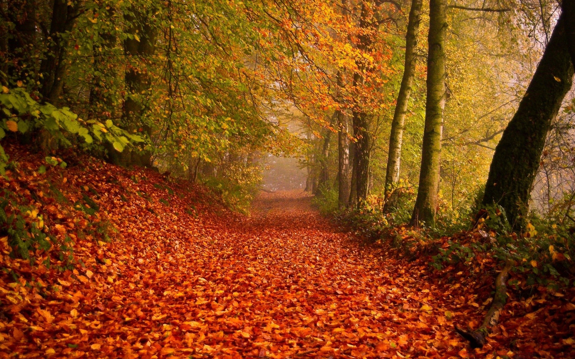 herbst herbst blatt holz holz park landschaft ahorn natur saison im freien umwelt landschaftlich üppig guide tageslicht