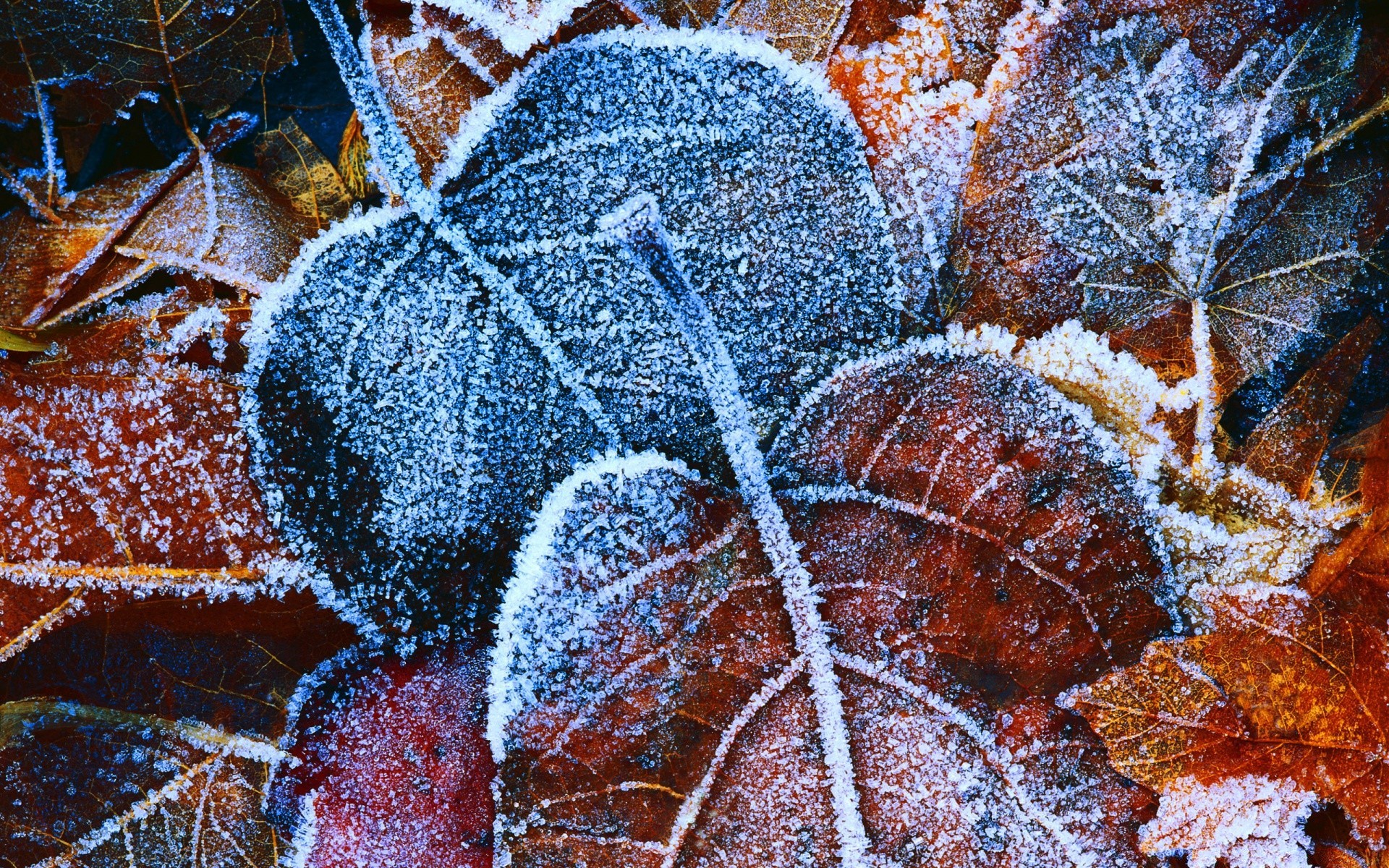 autumn winter nature desktop pattern frost tree texture season color close-up christmas decoration abstract cold leaf flora