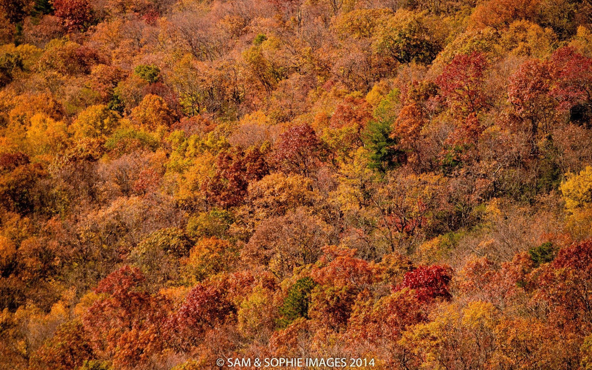 autumn fall leaf landscape tree nature wood desktop park maple outdoors gold season color scenic dawn